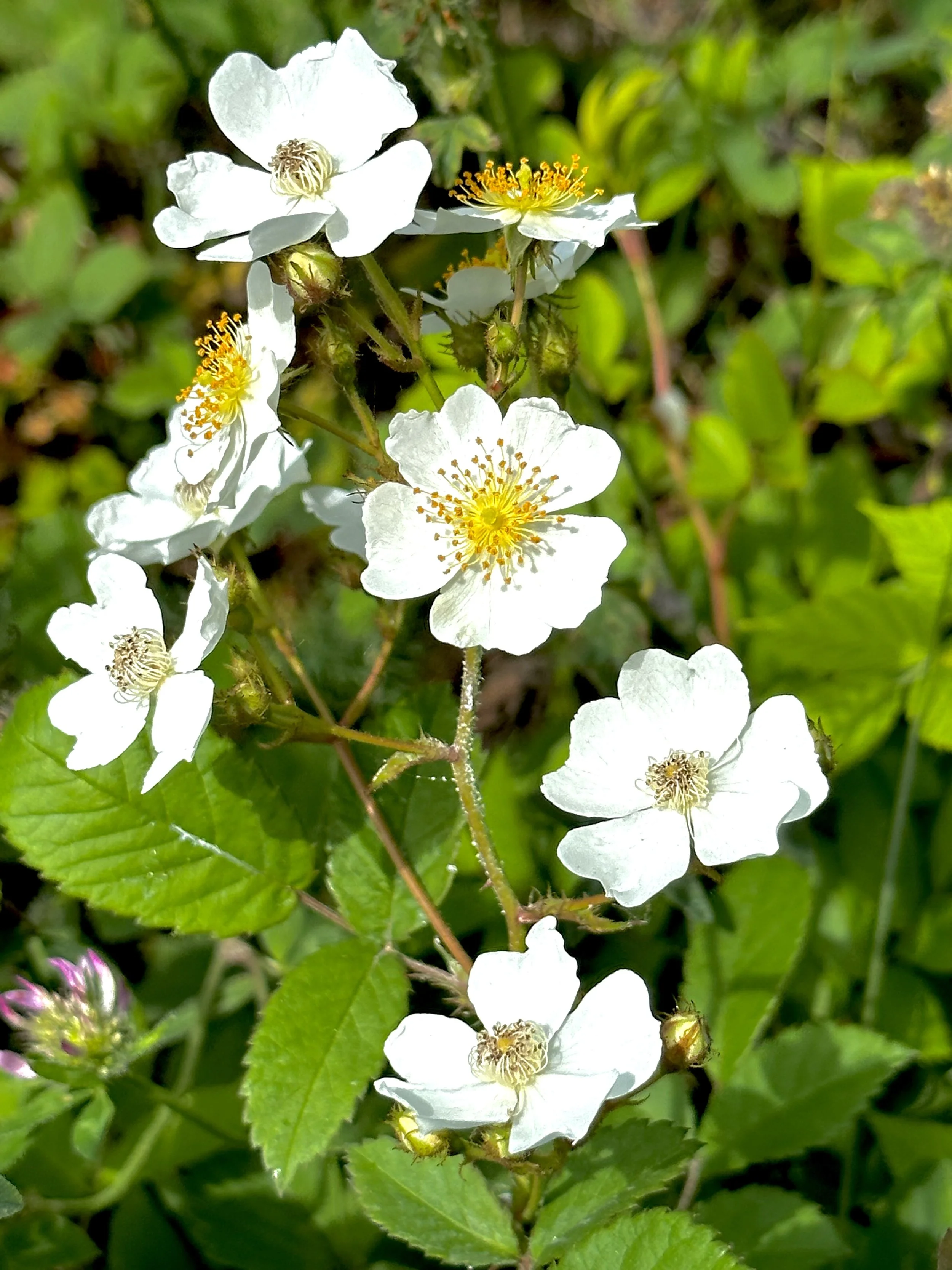 multiflora rose