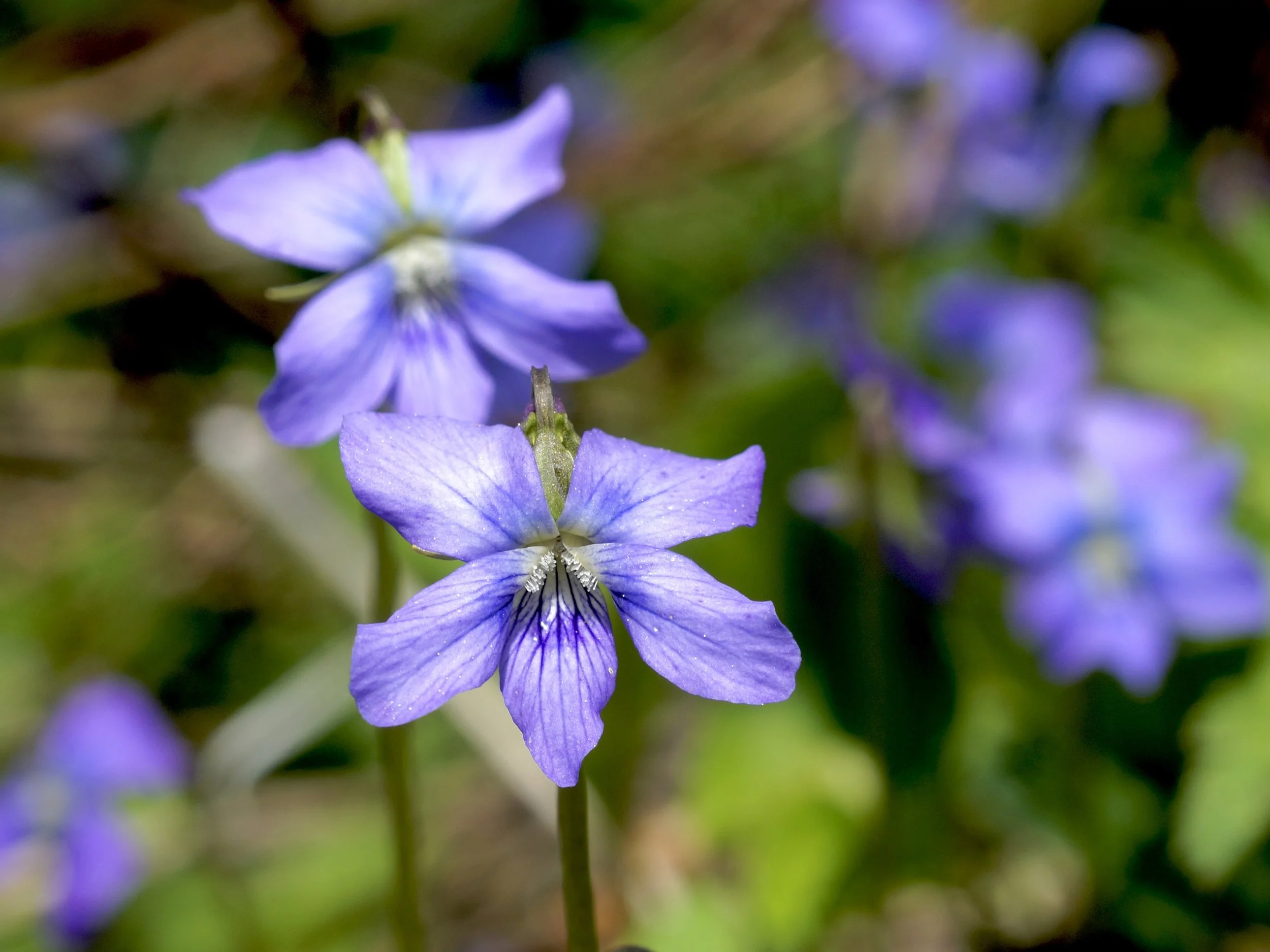 violet