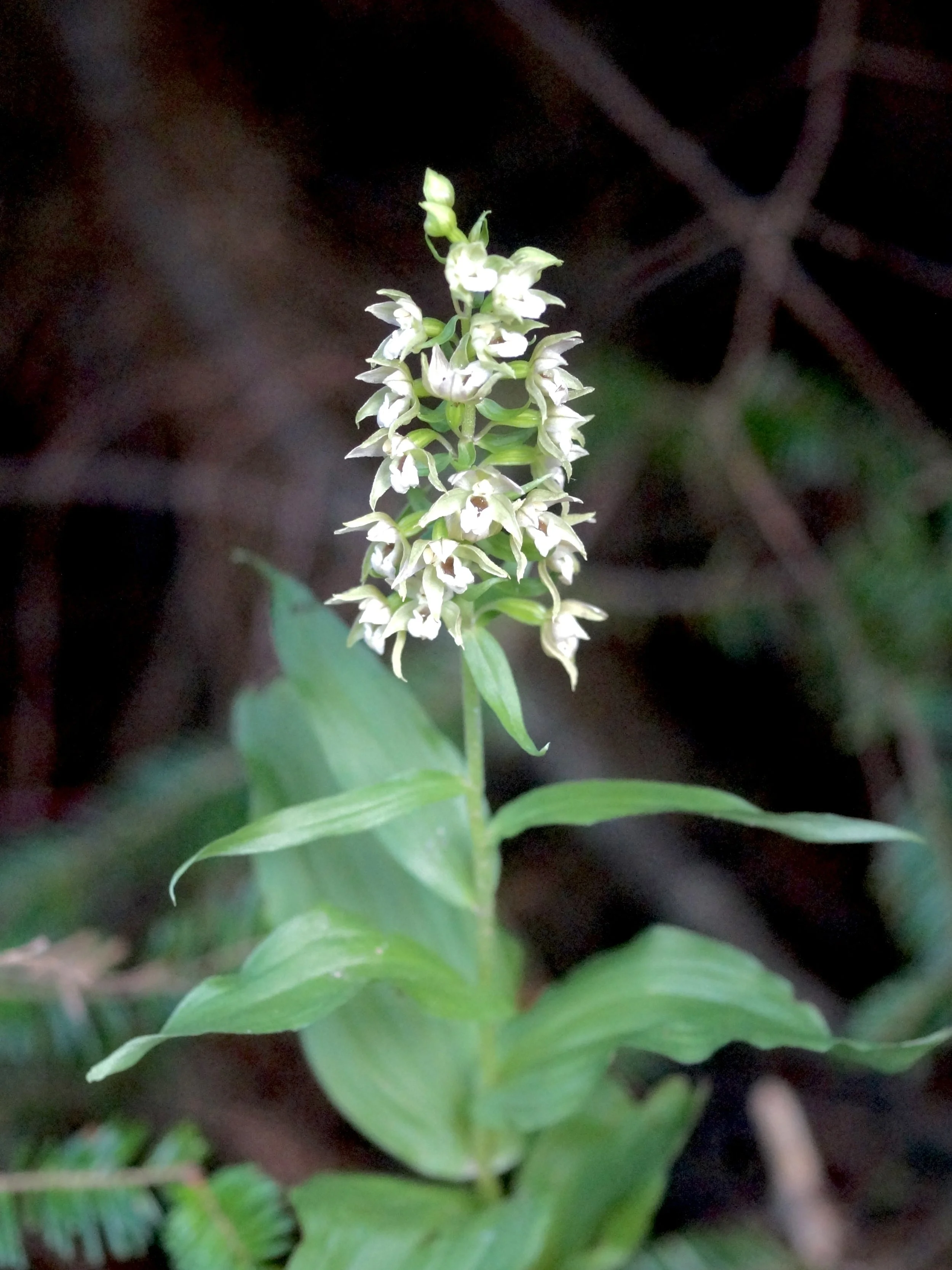 helleborine orchid
