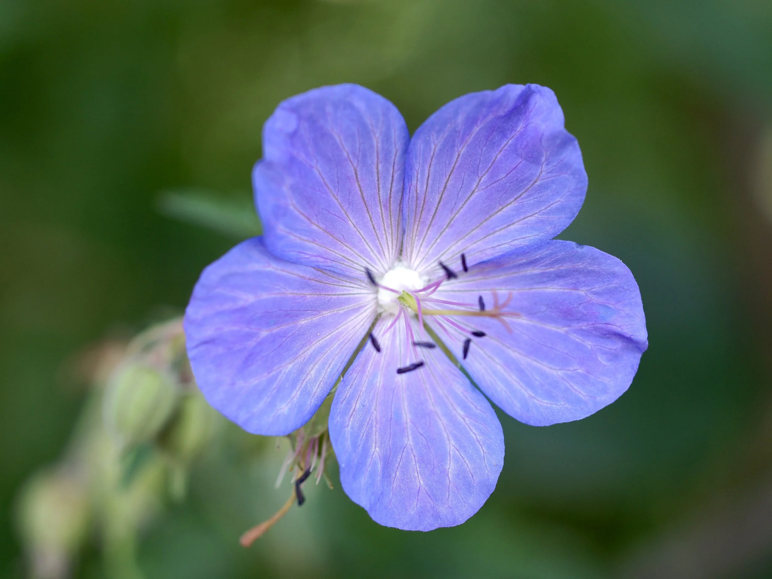 meadow geranium (meadow cranesbill)