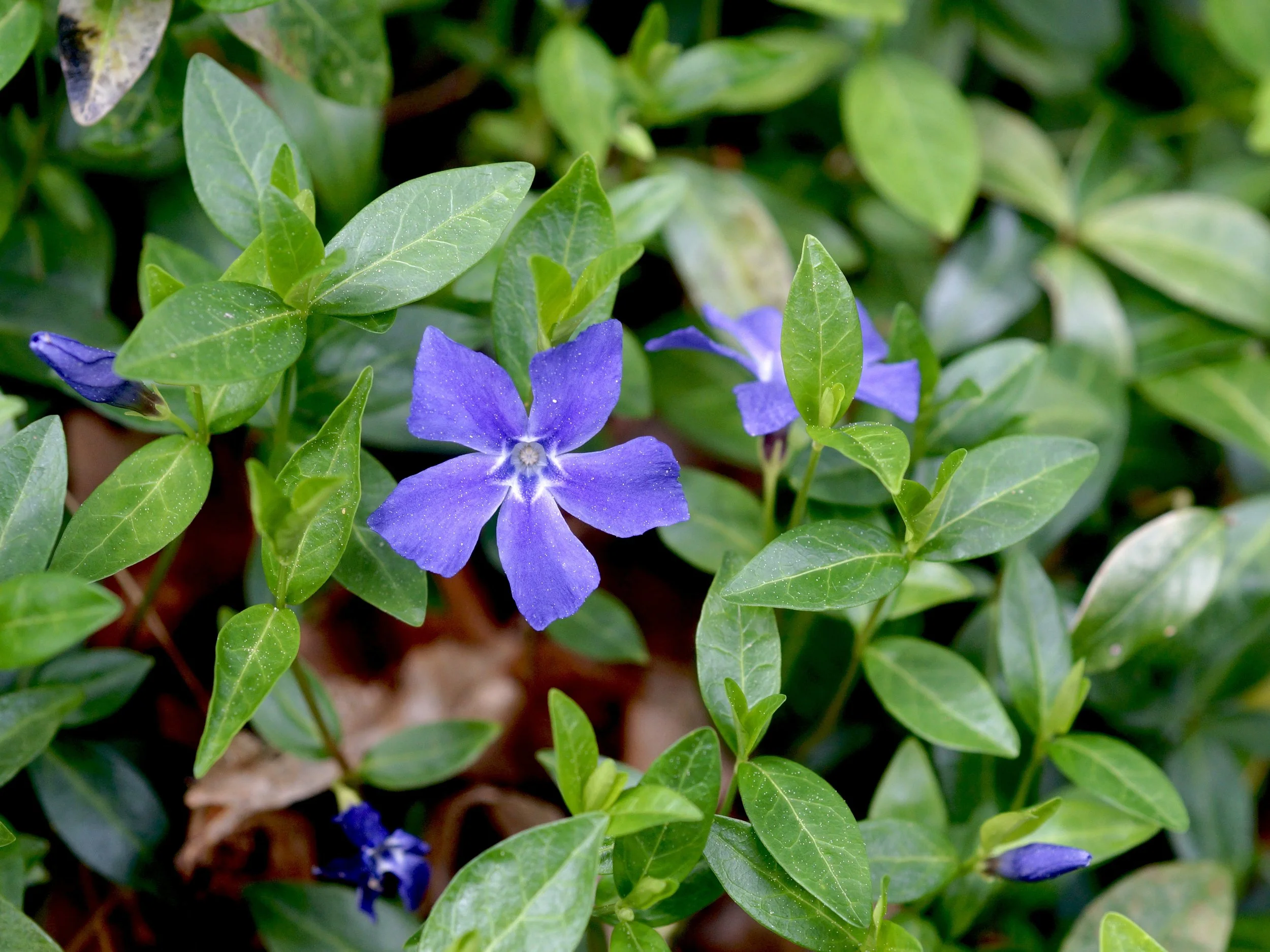 periwinkle