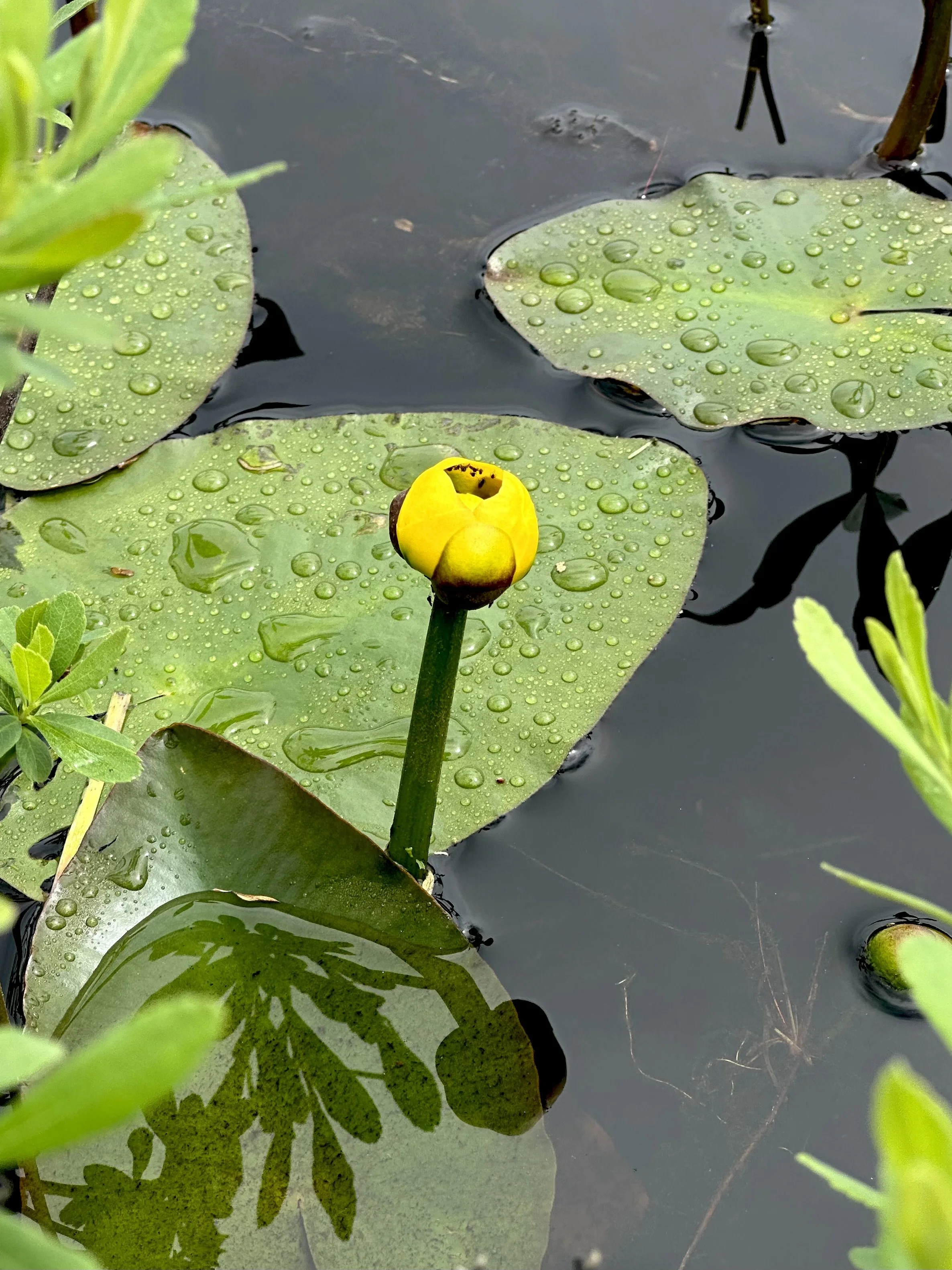 yellow pond-lily