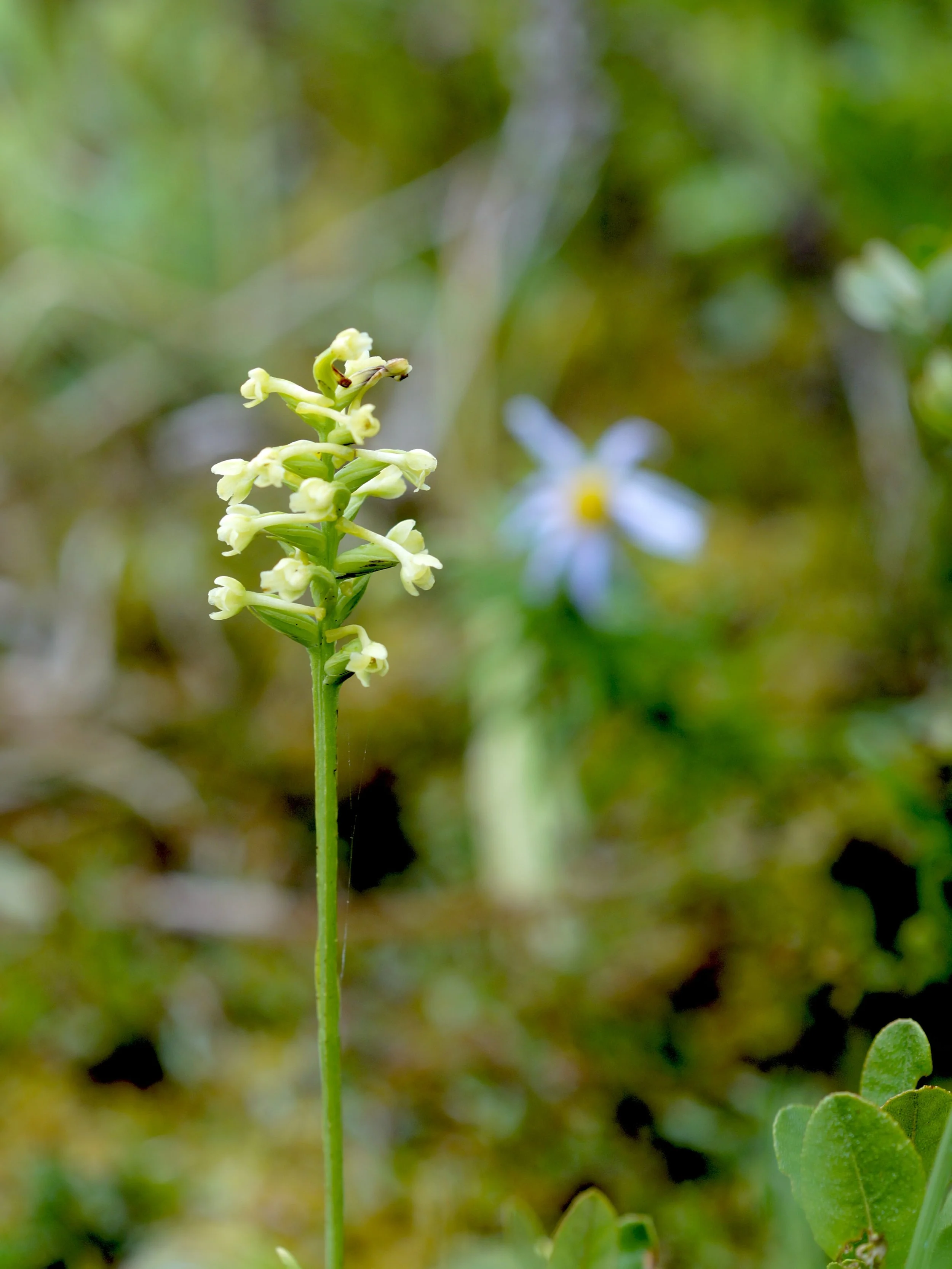 club-spur orchid