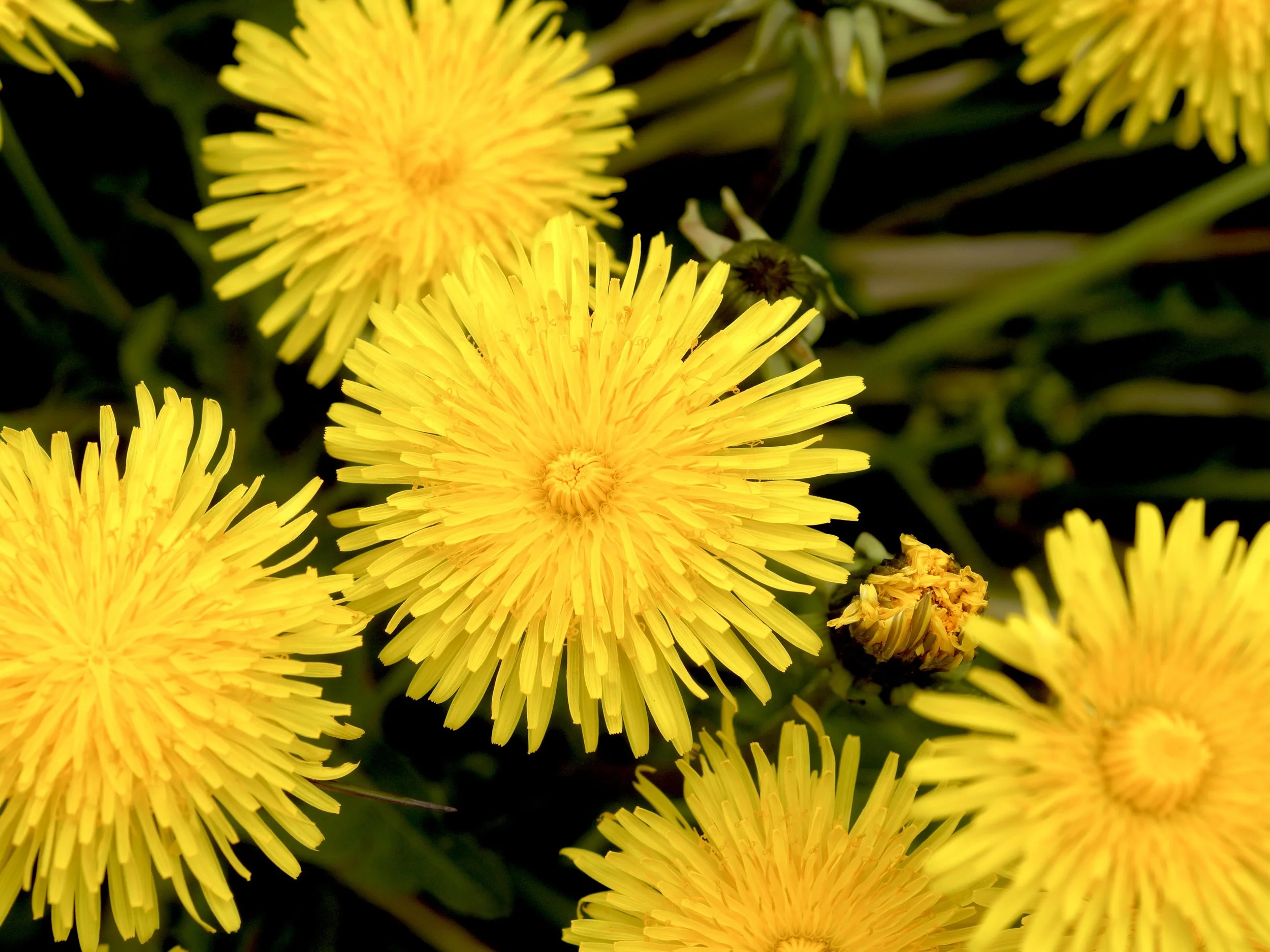 dandelion