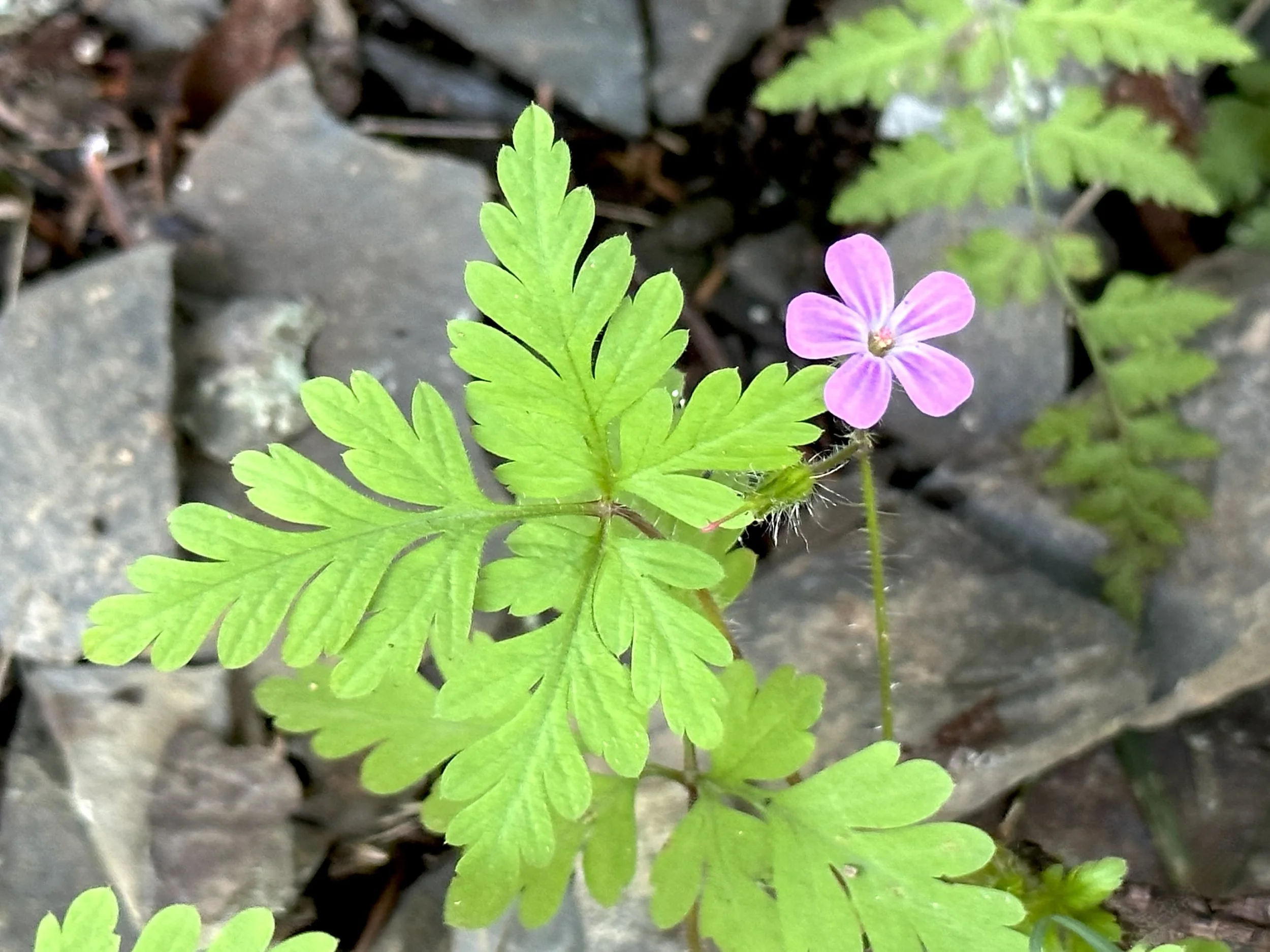 herb-Robert (Robert geranium)