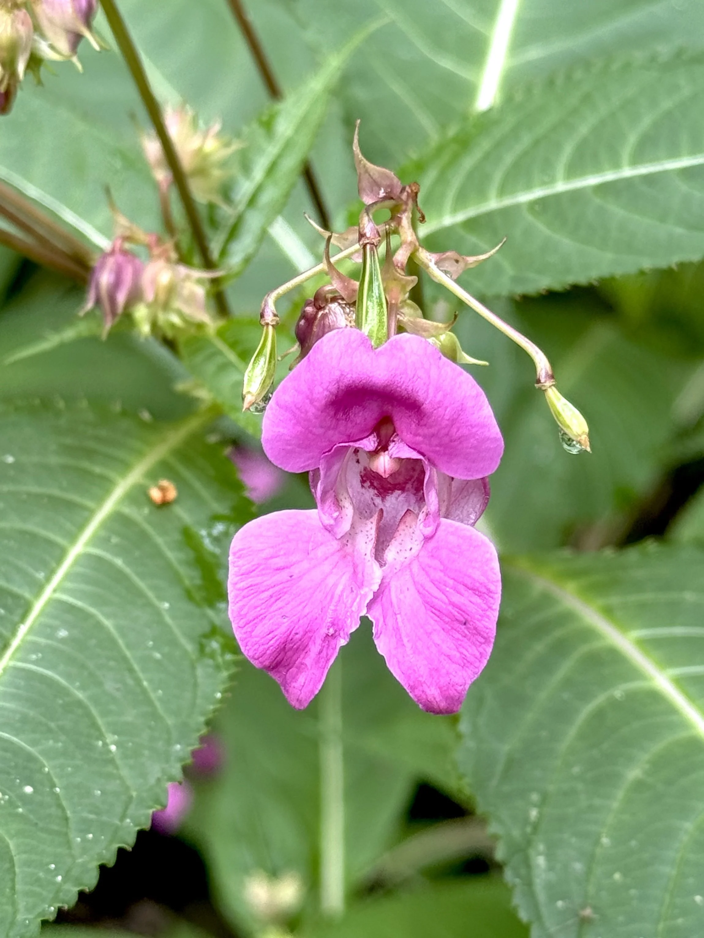 purple jewelweed