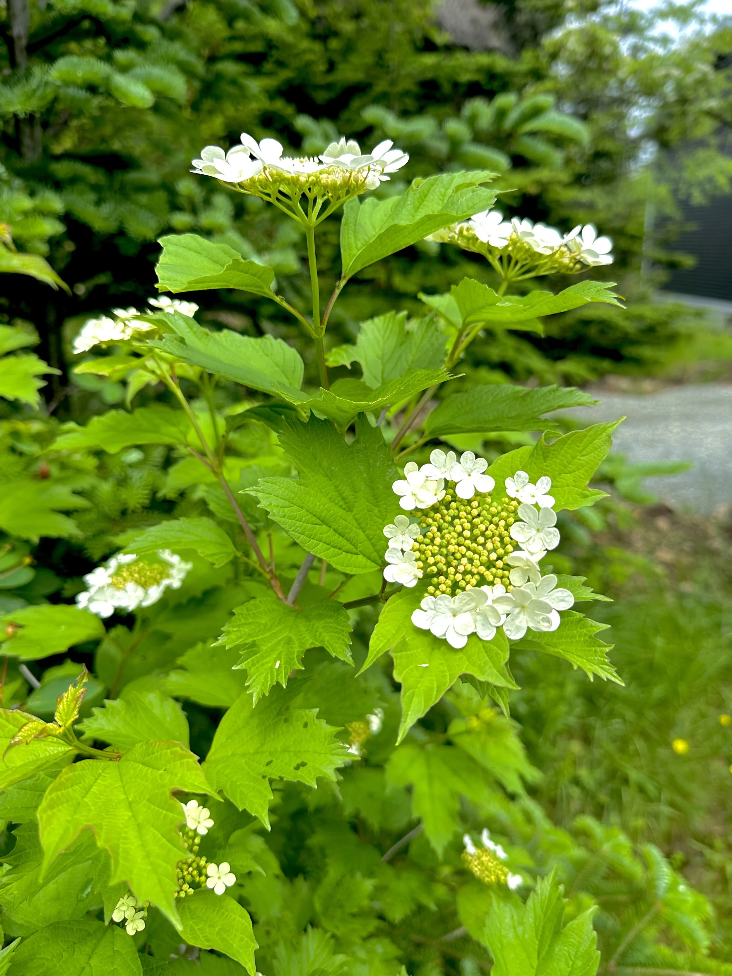 highbush cranberry