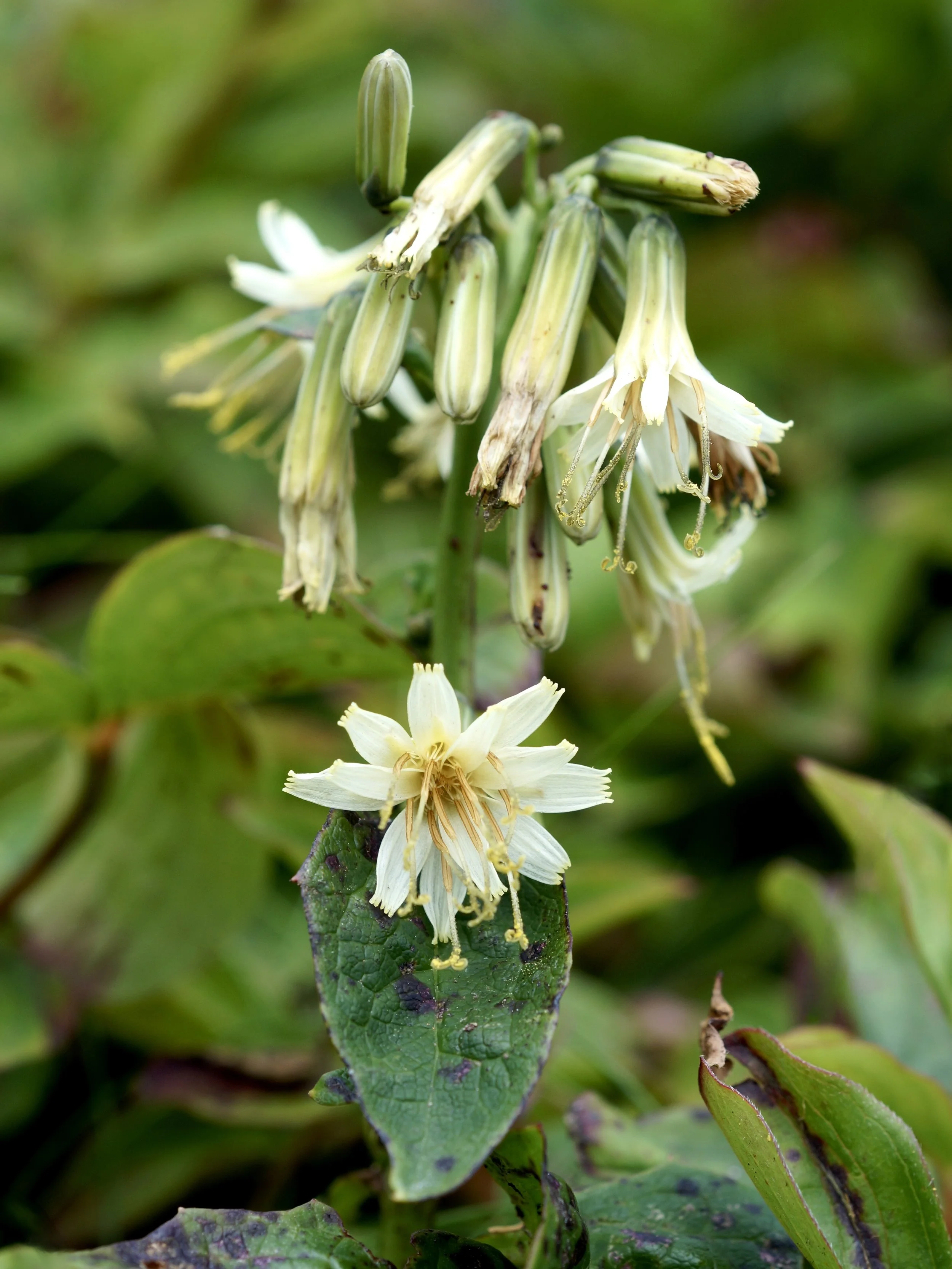 gall of the earth