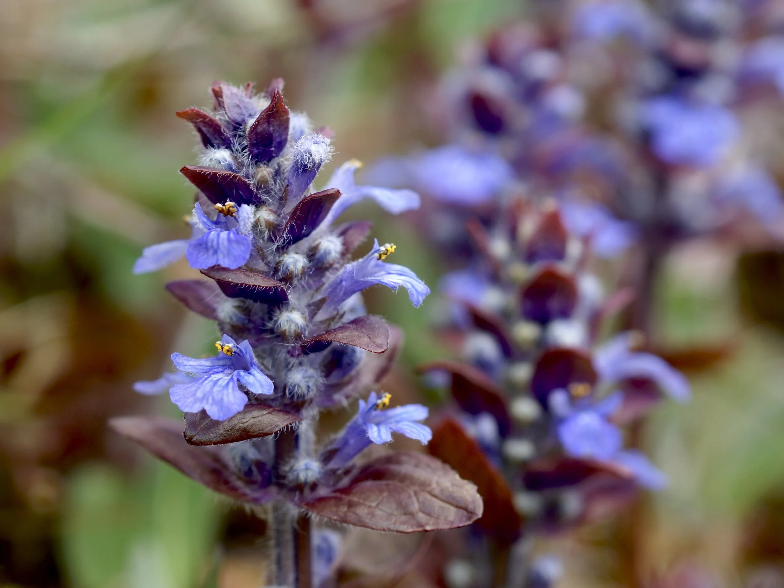 bugleweed