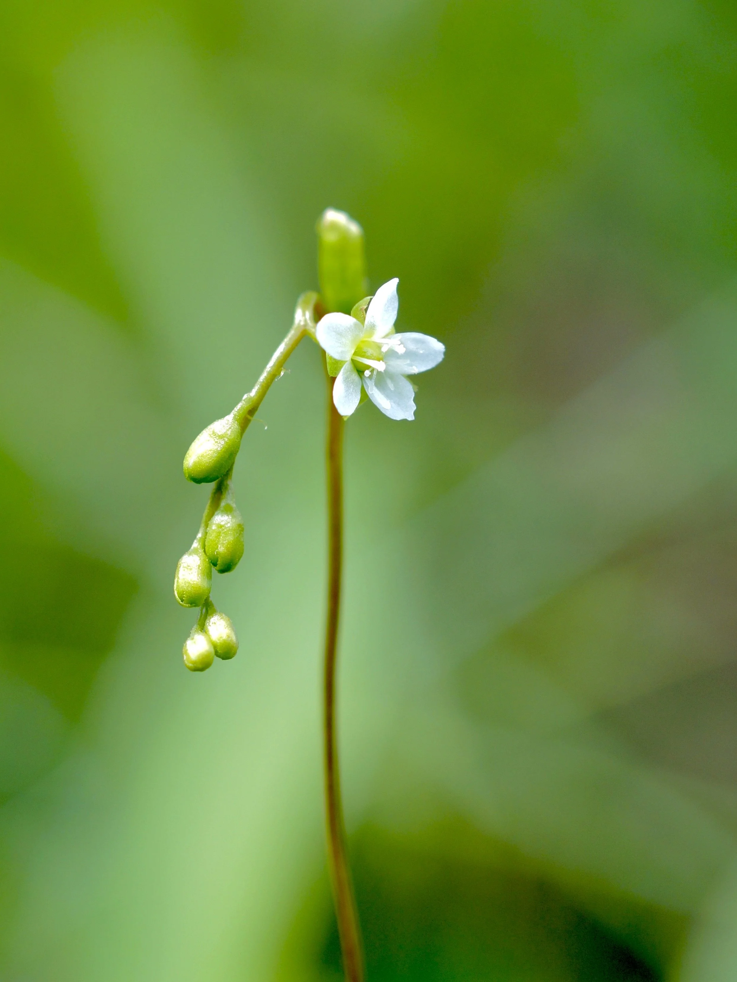 sundew