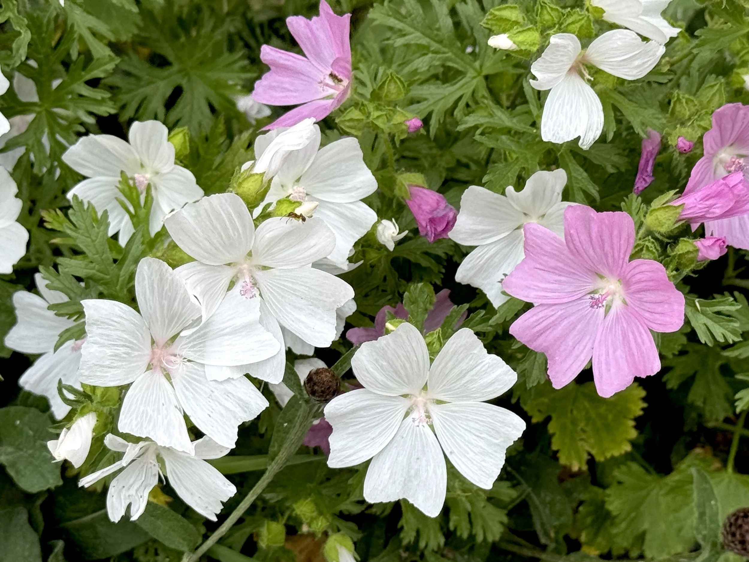 musk mallow