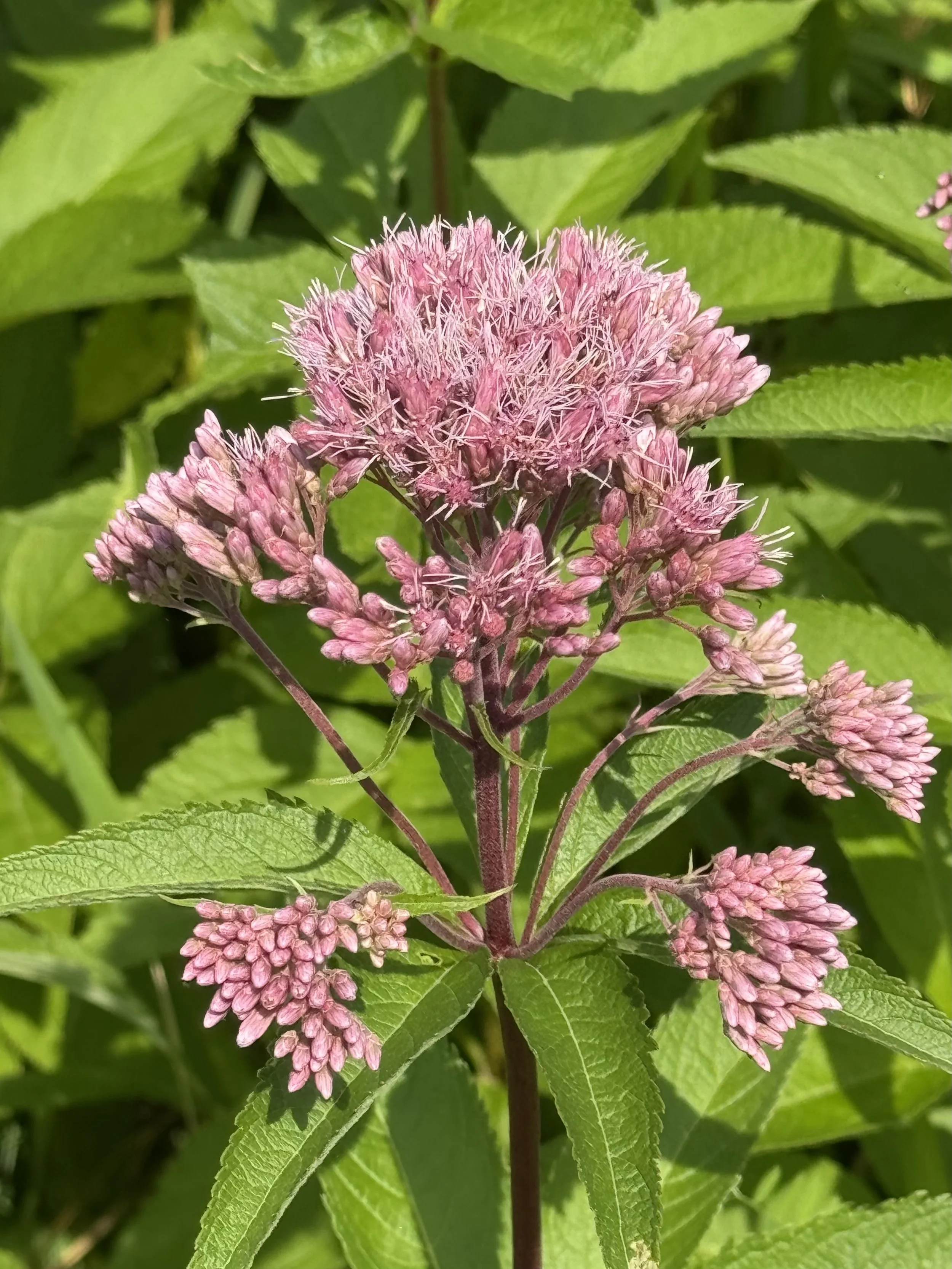 Joe-Pye-weed
