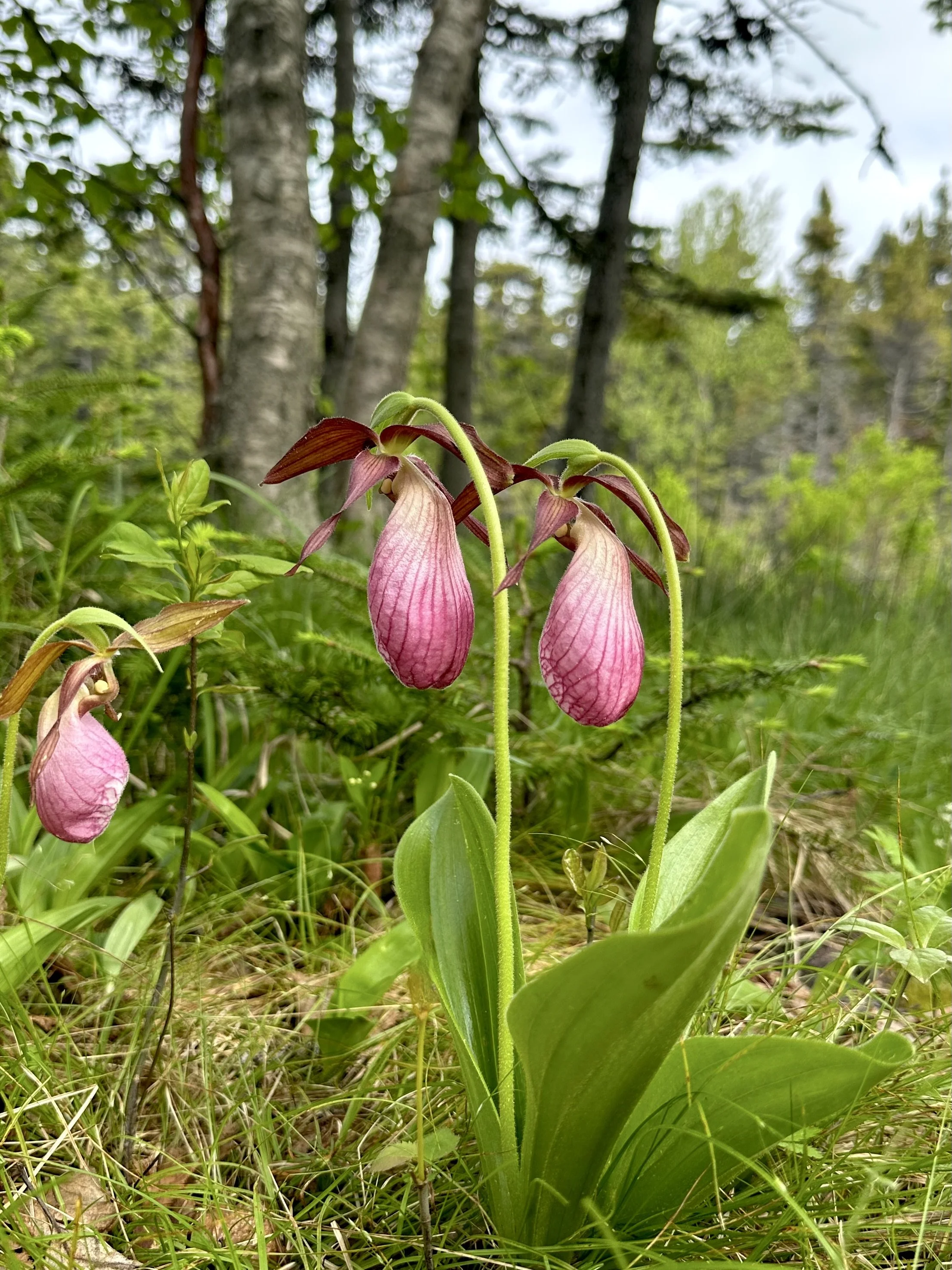 pink lady's-slipper