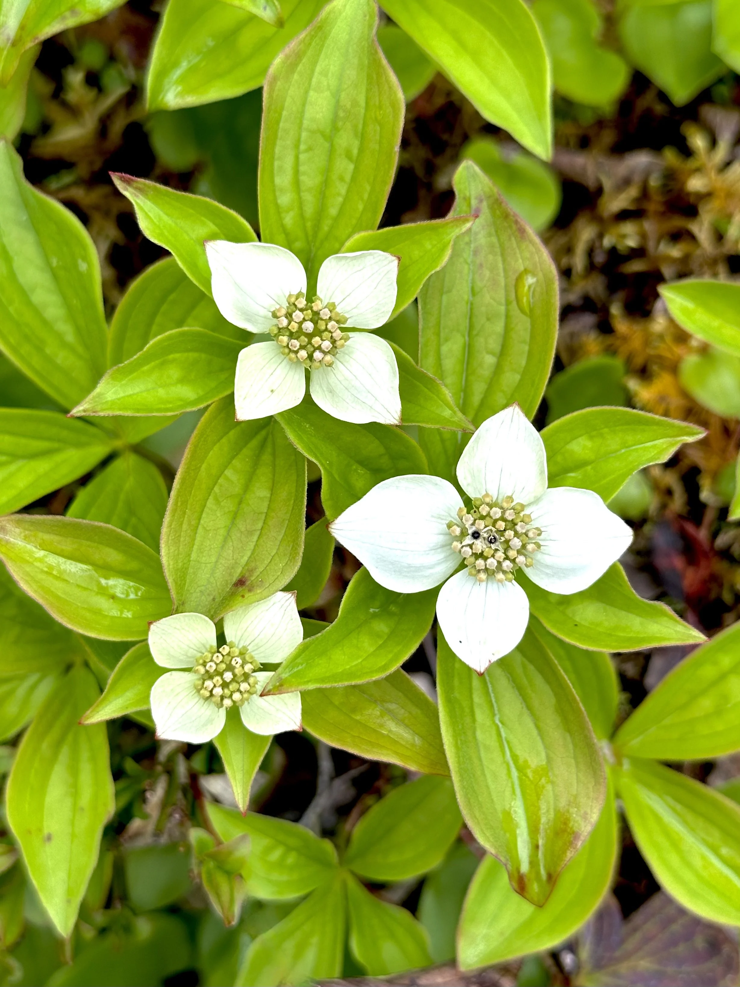 bunchberry