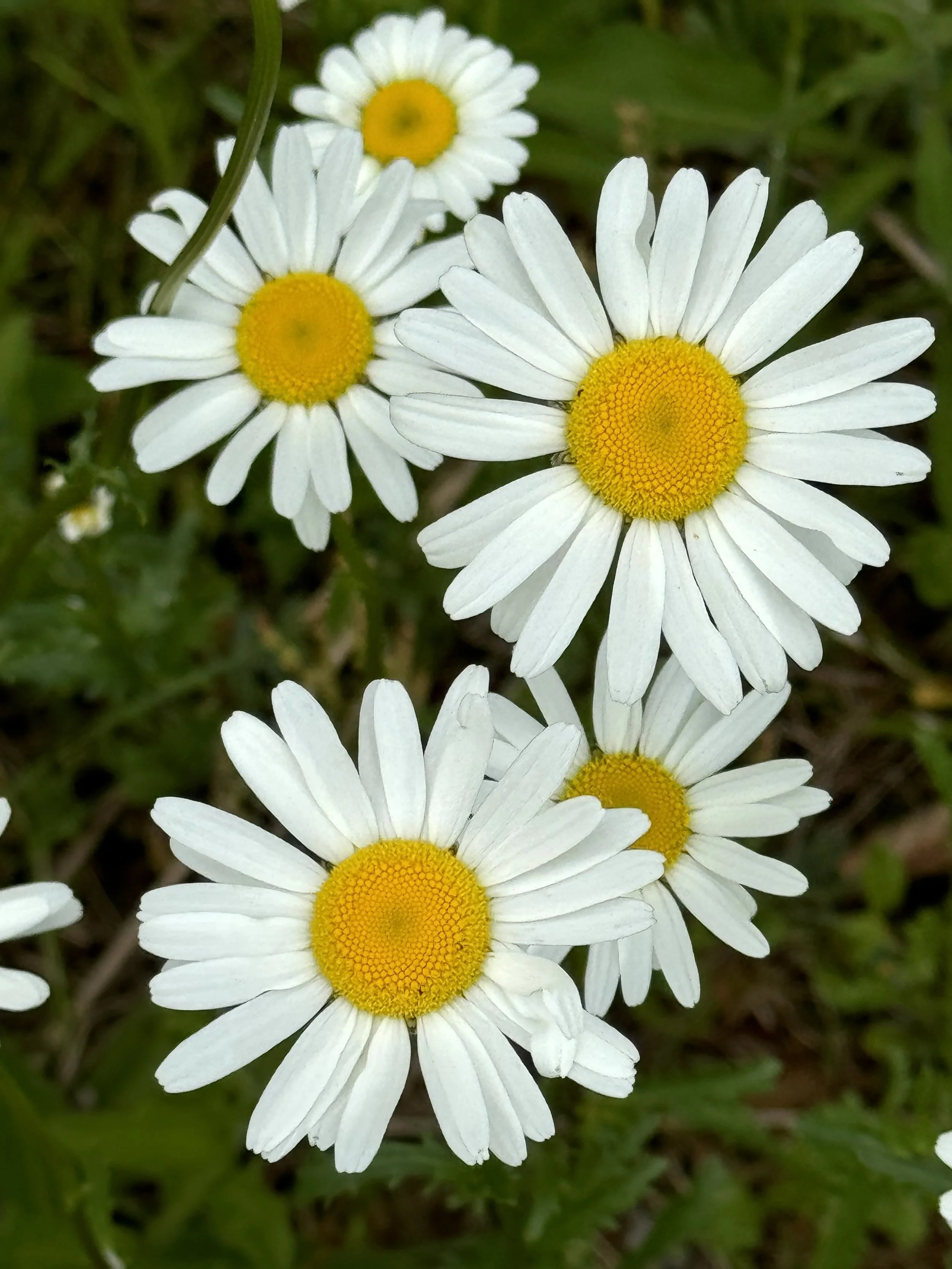 daisy