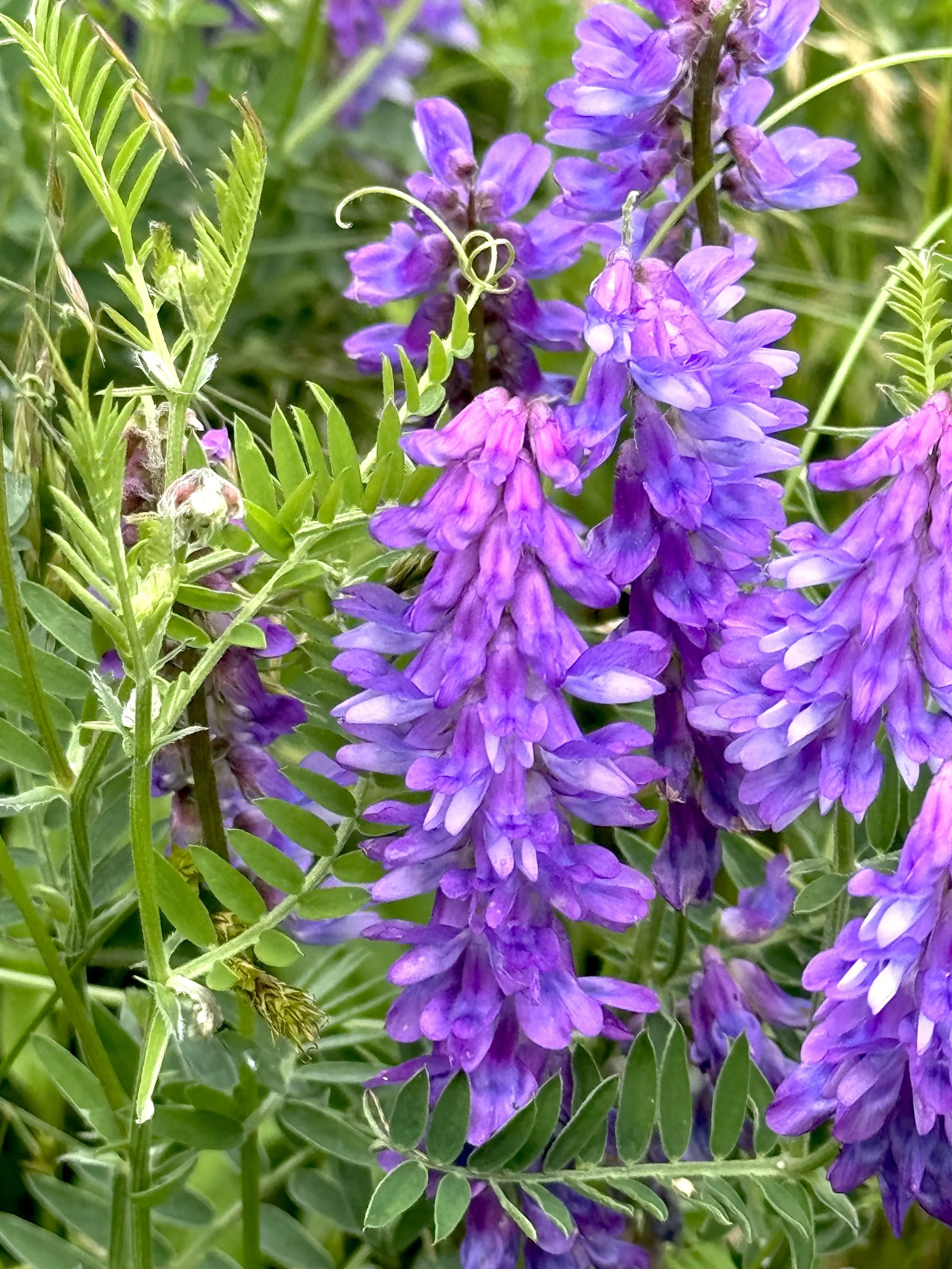 bird vetch (cow vetch)