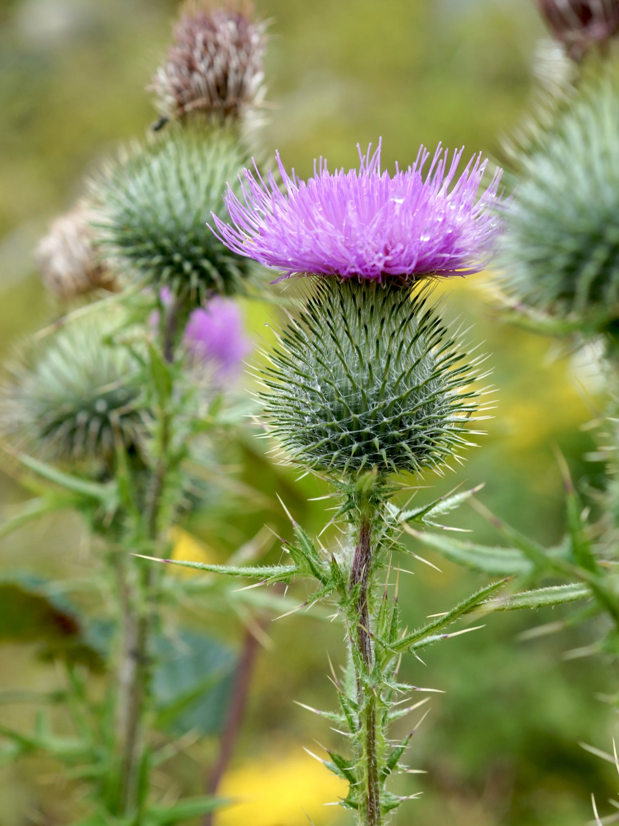 bull thistle