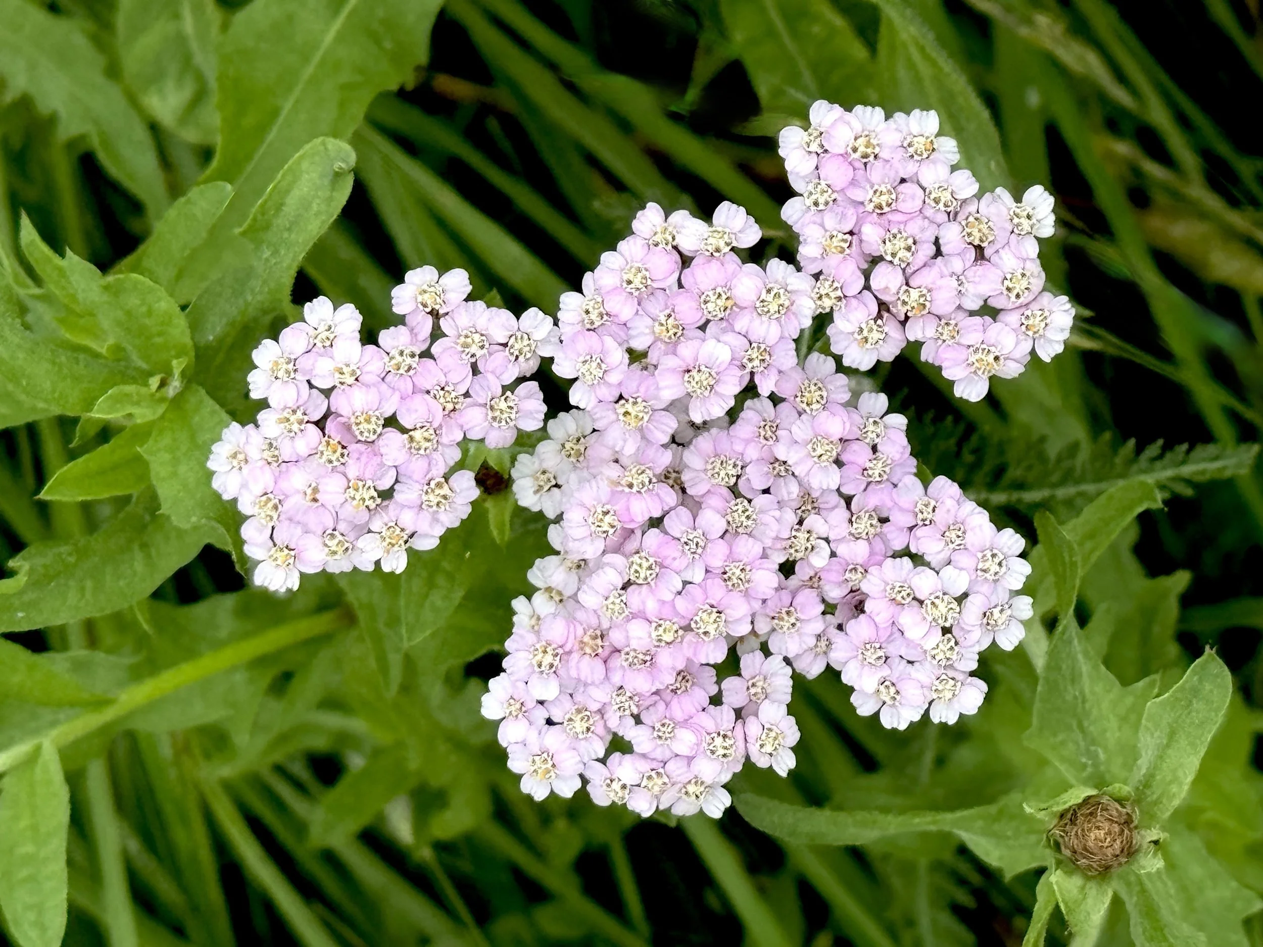 yarrow (pink)