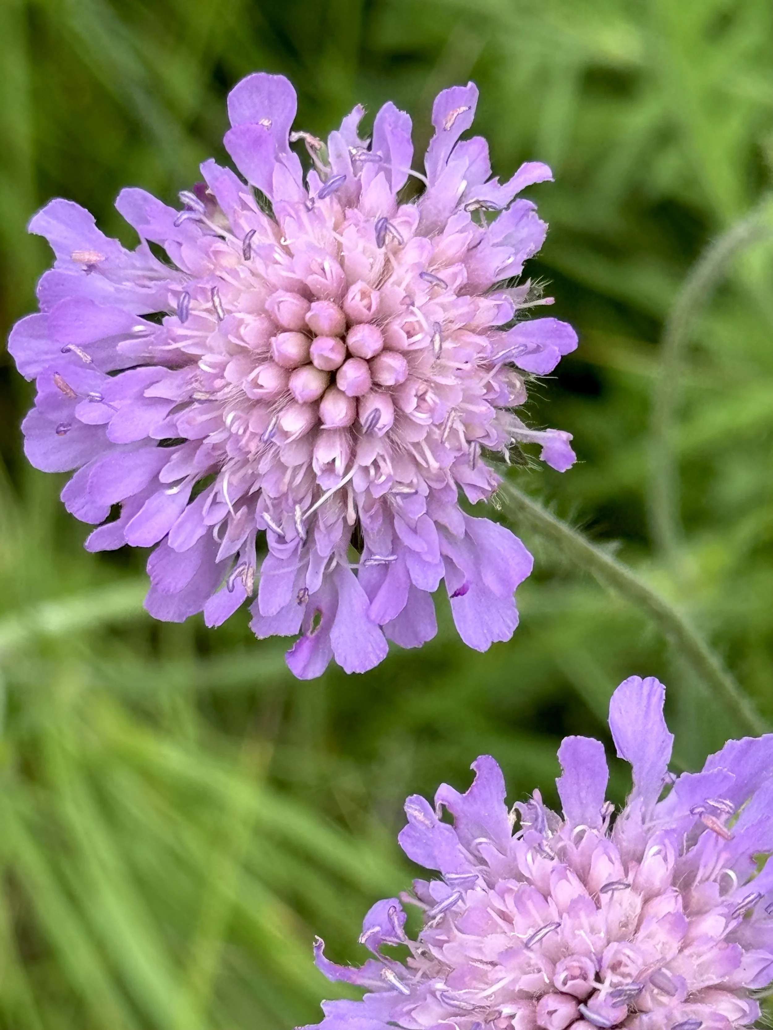 gipsy rose (field scabious)