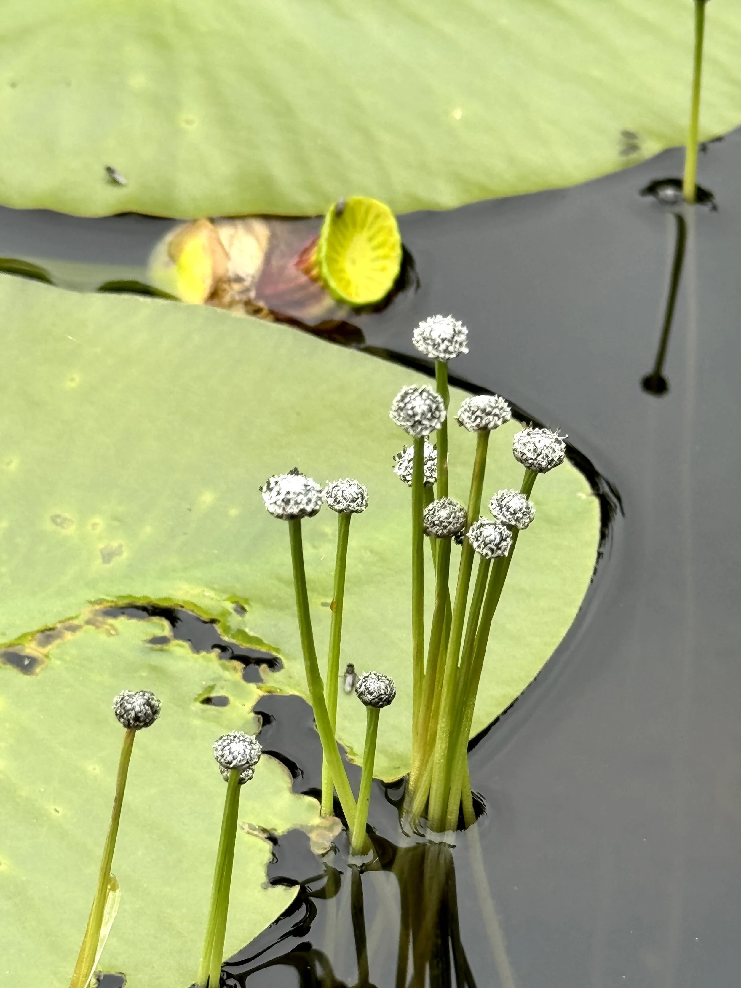 pipewort