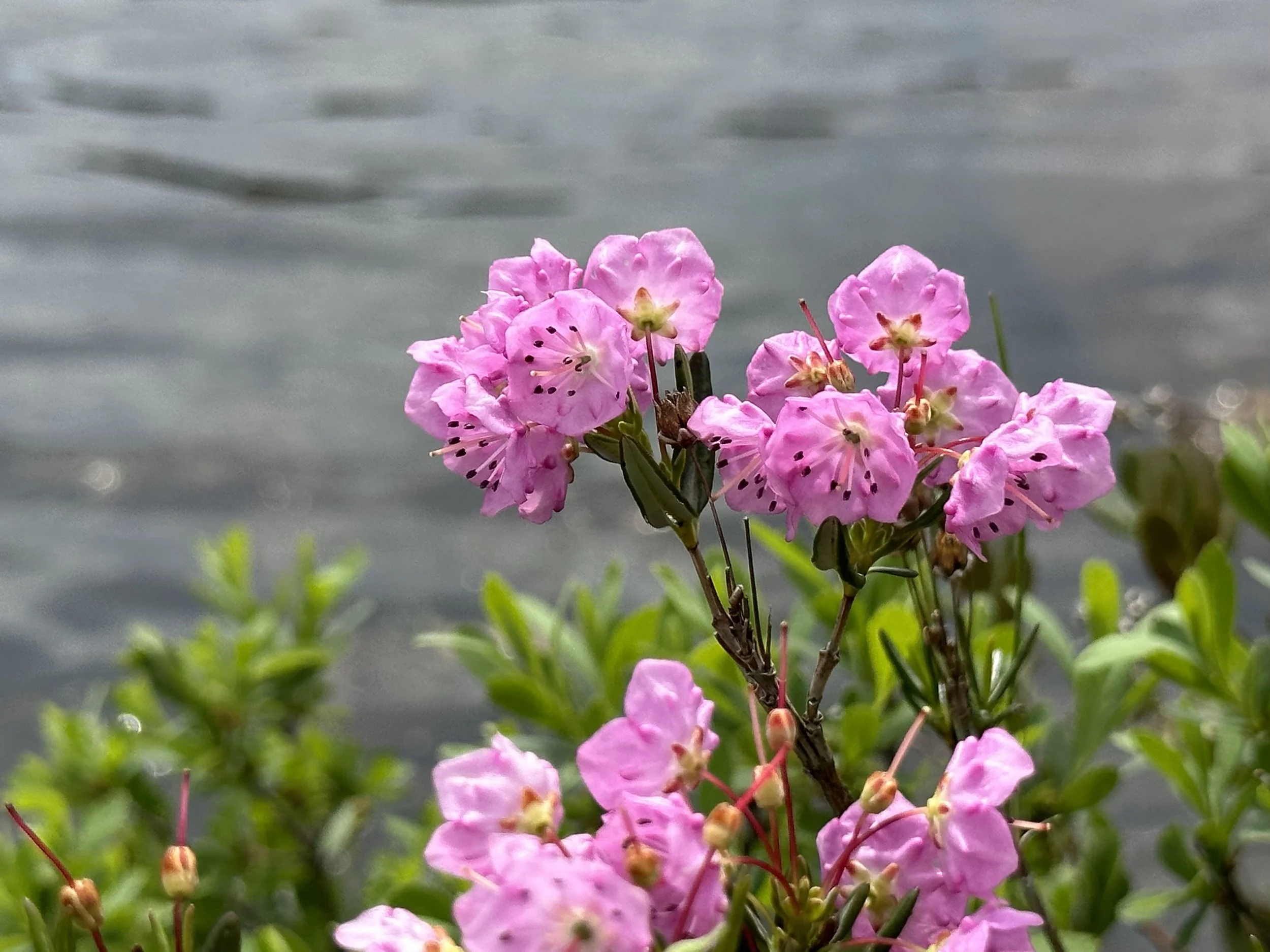 bog laurel