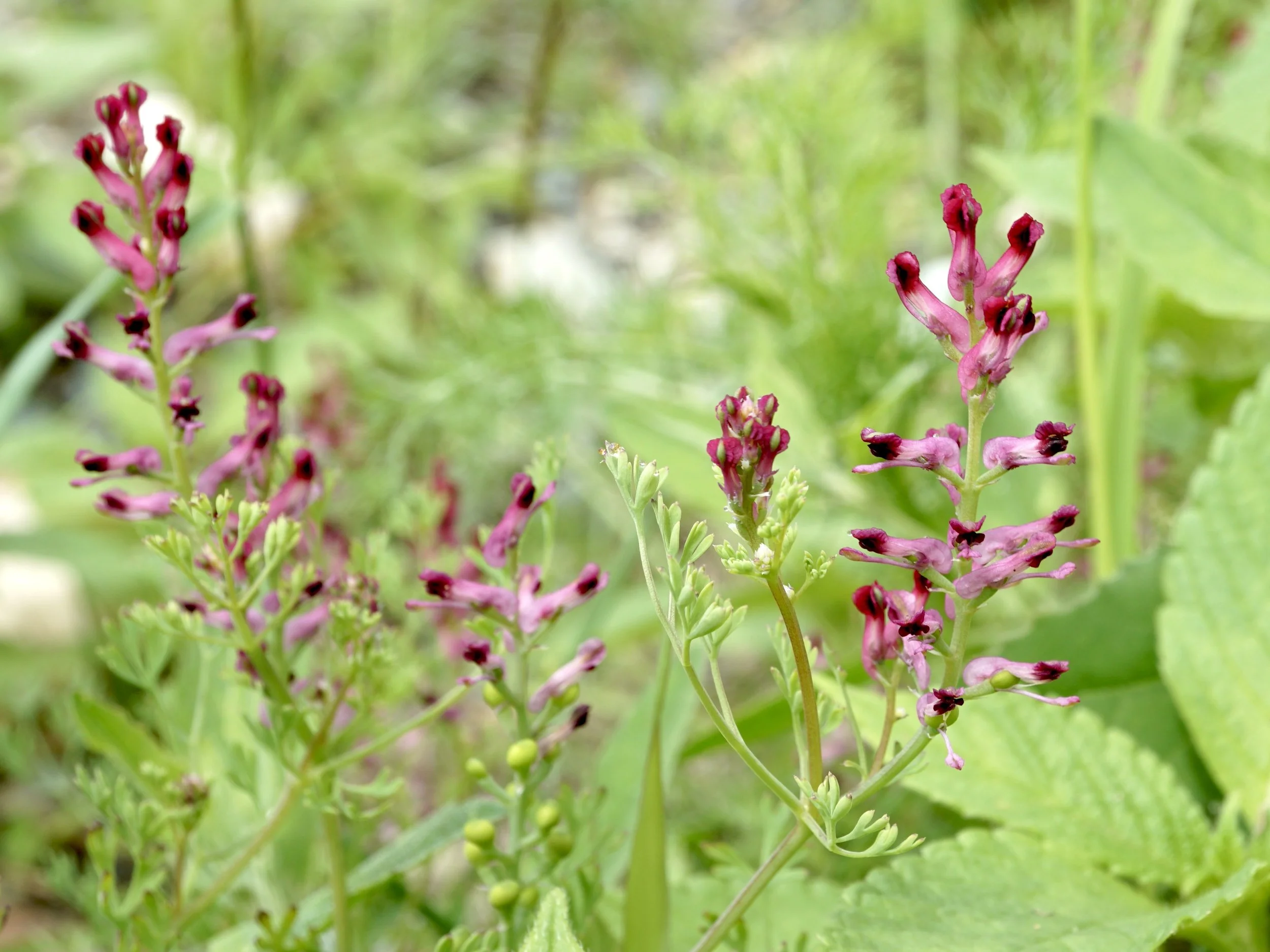 fumitory