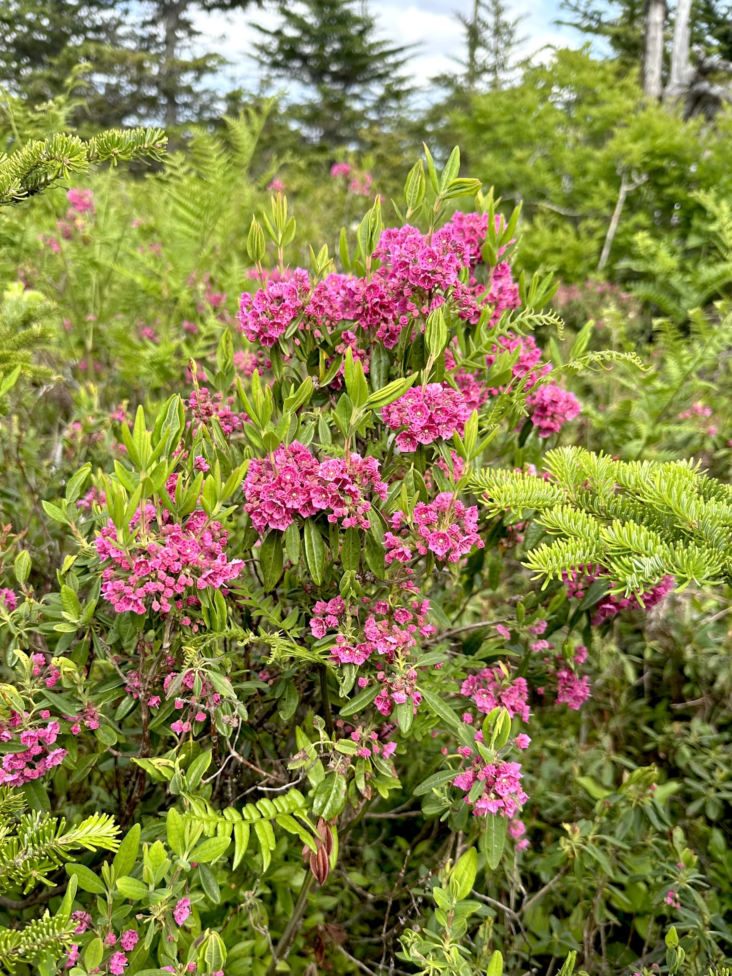 sheep laurel