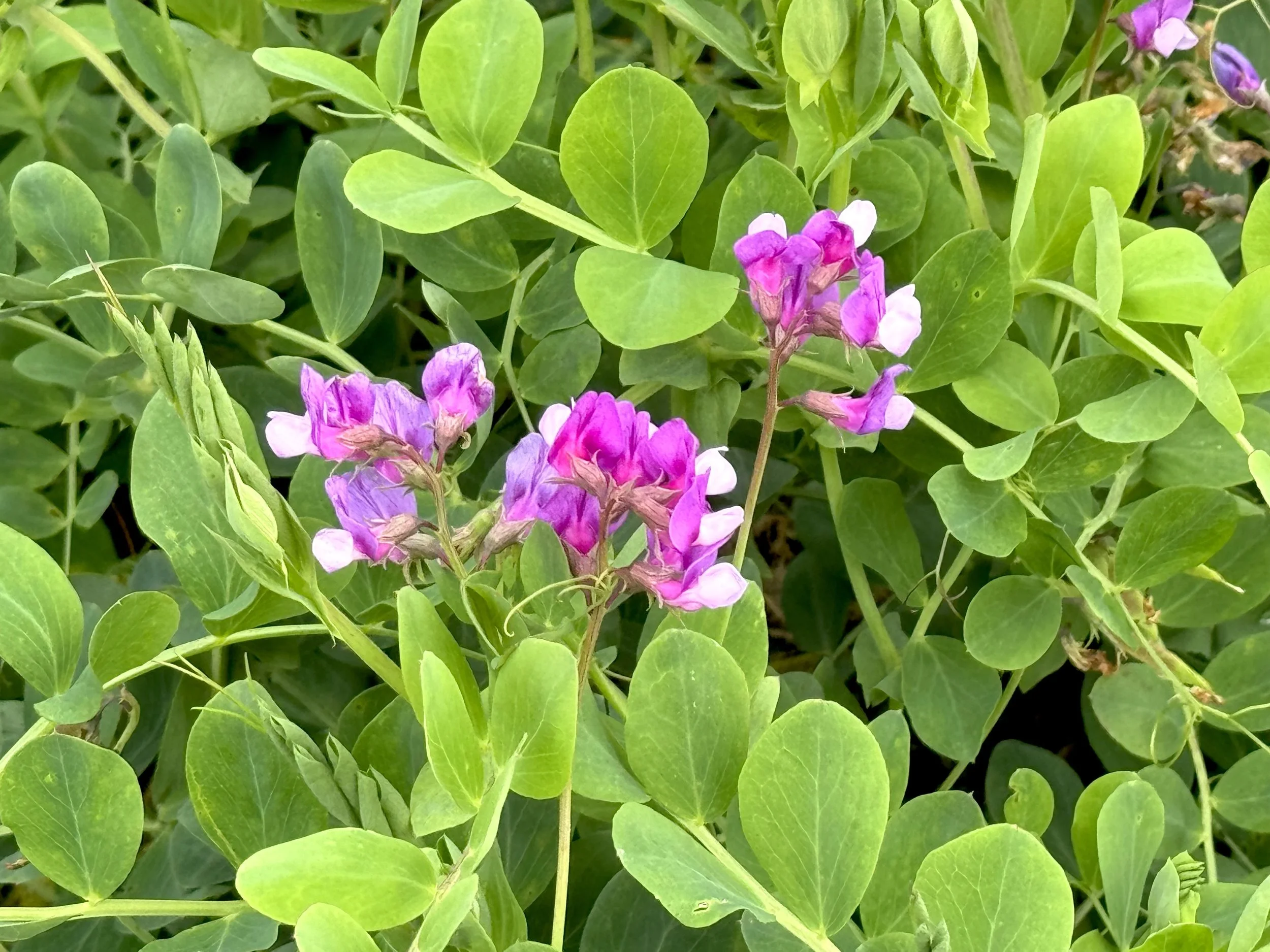 beach pea