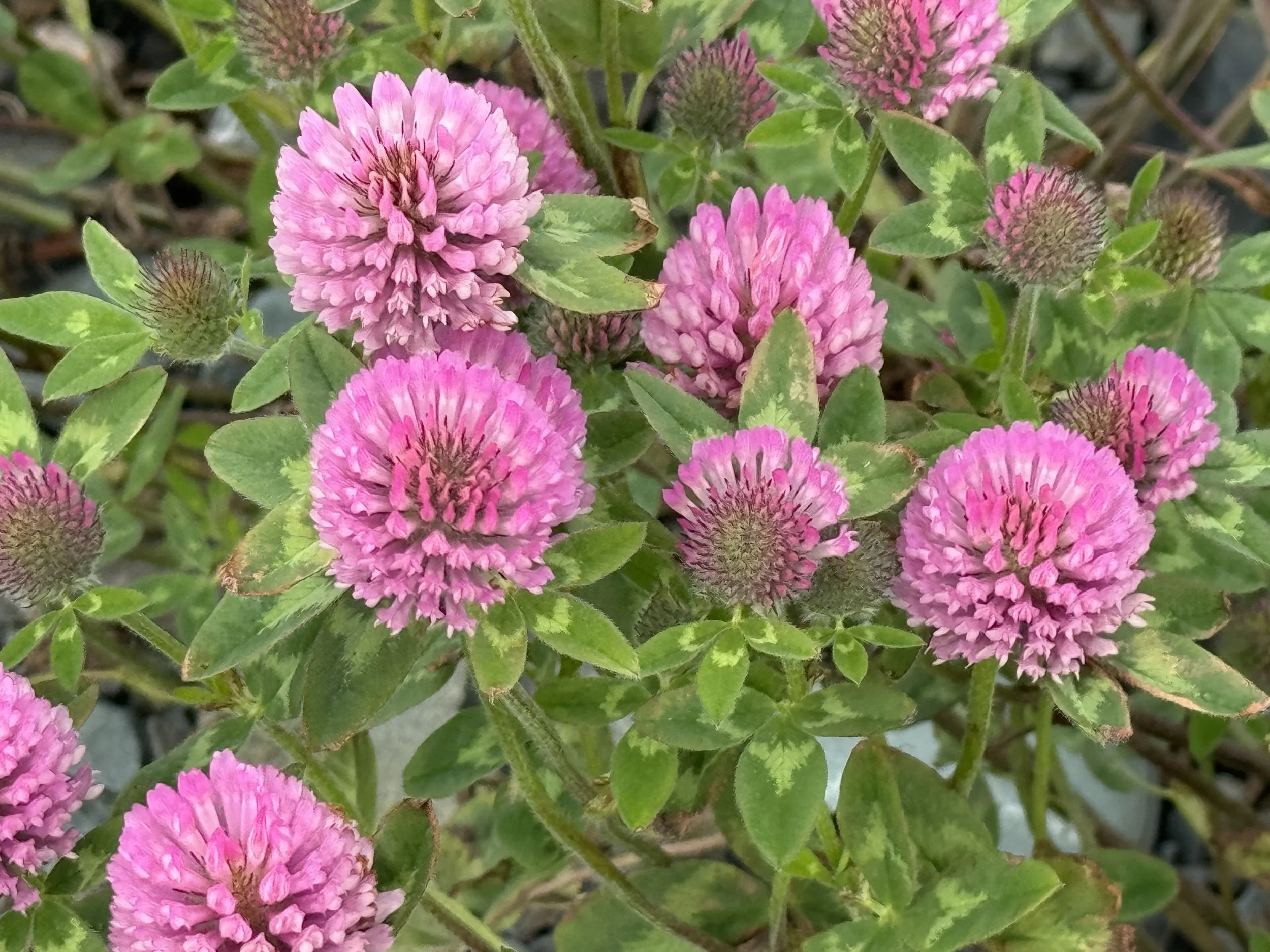 red clover