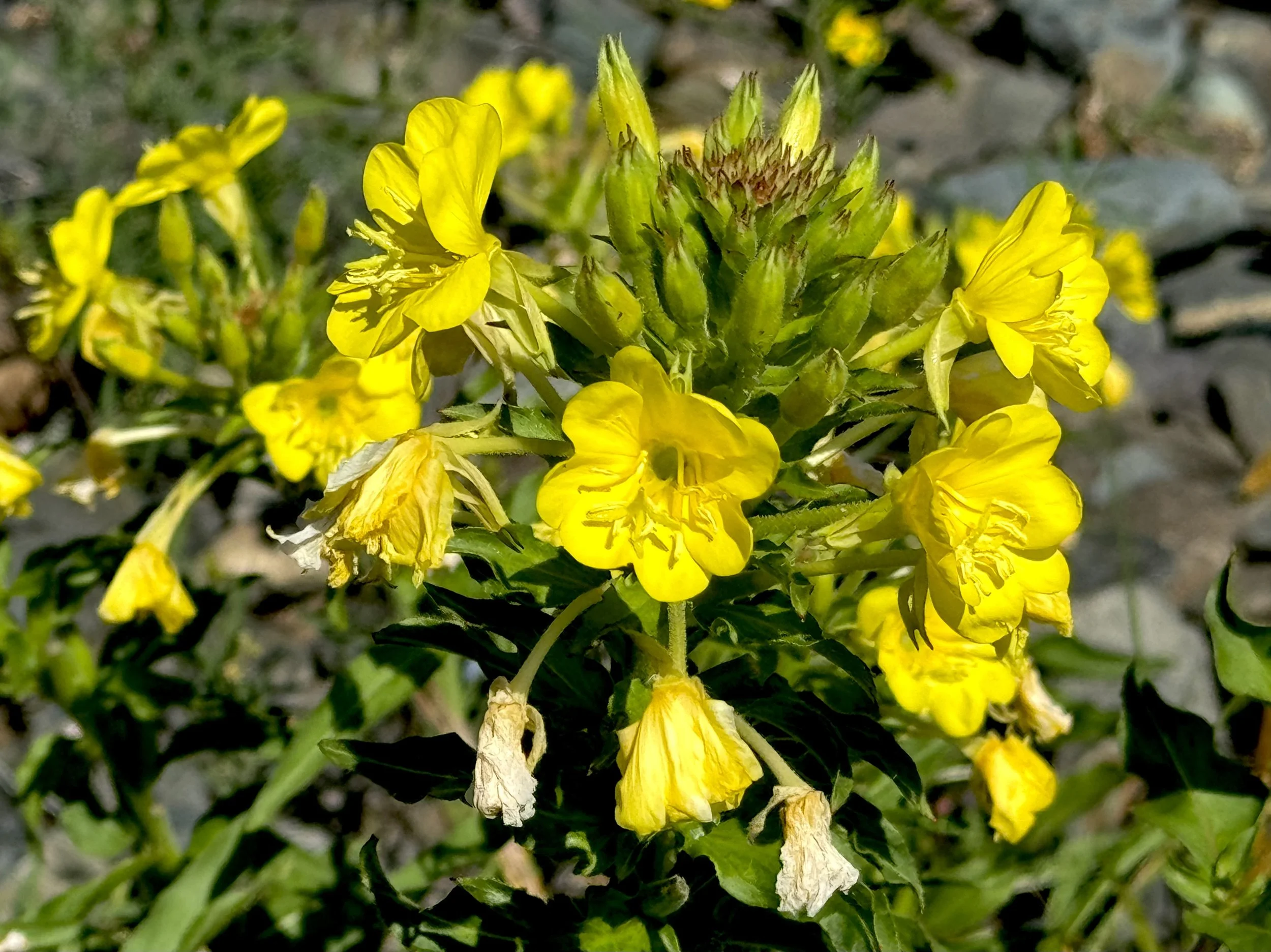 evening primrose