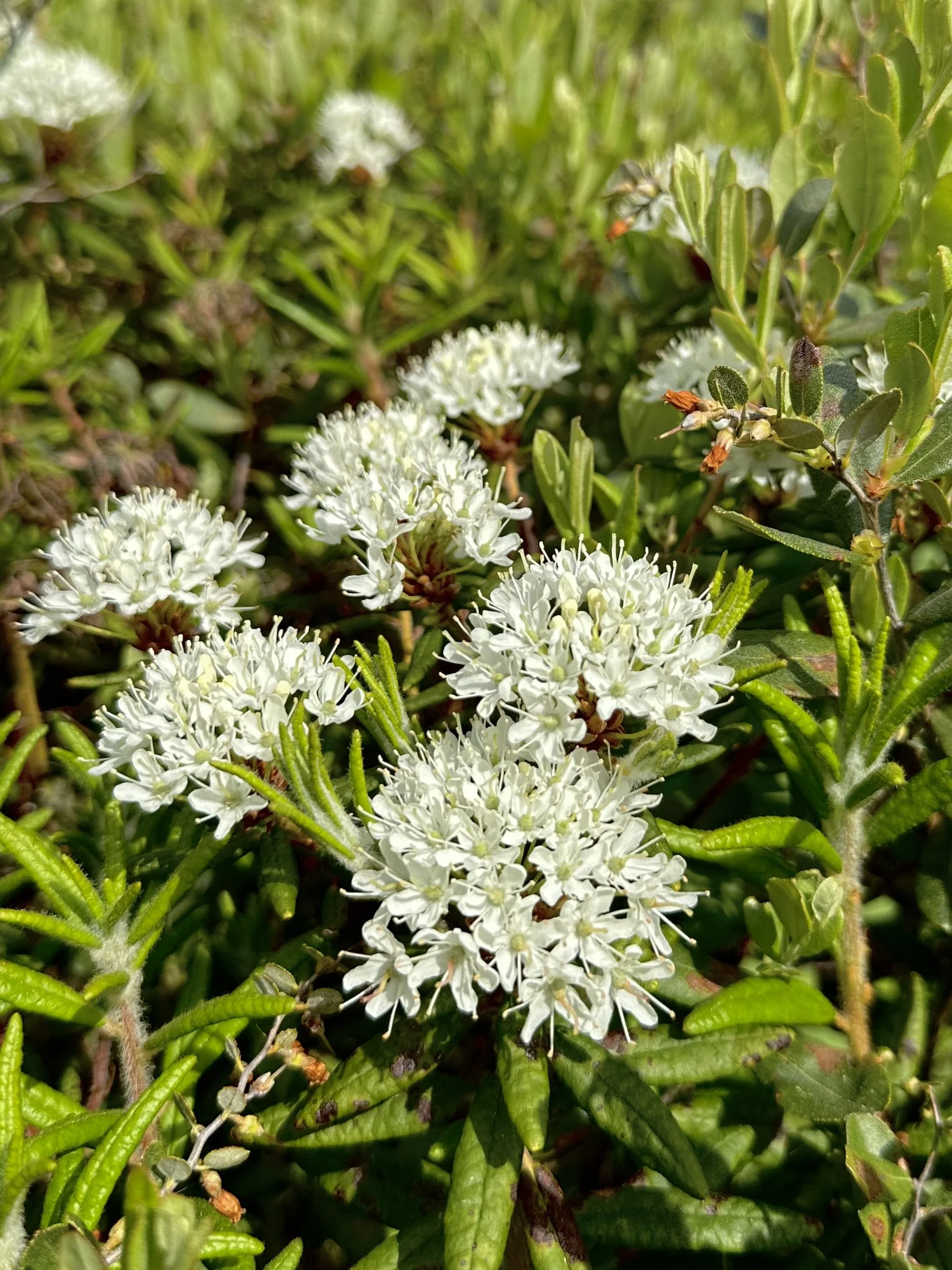 Labrador tea