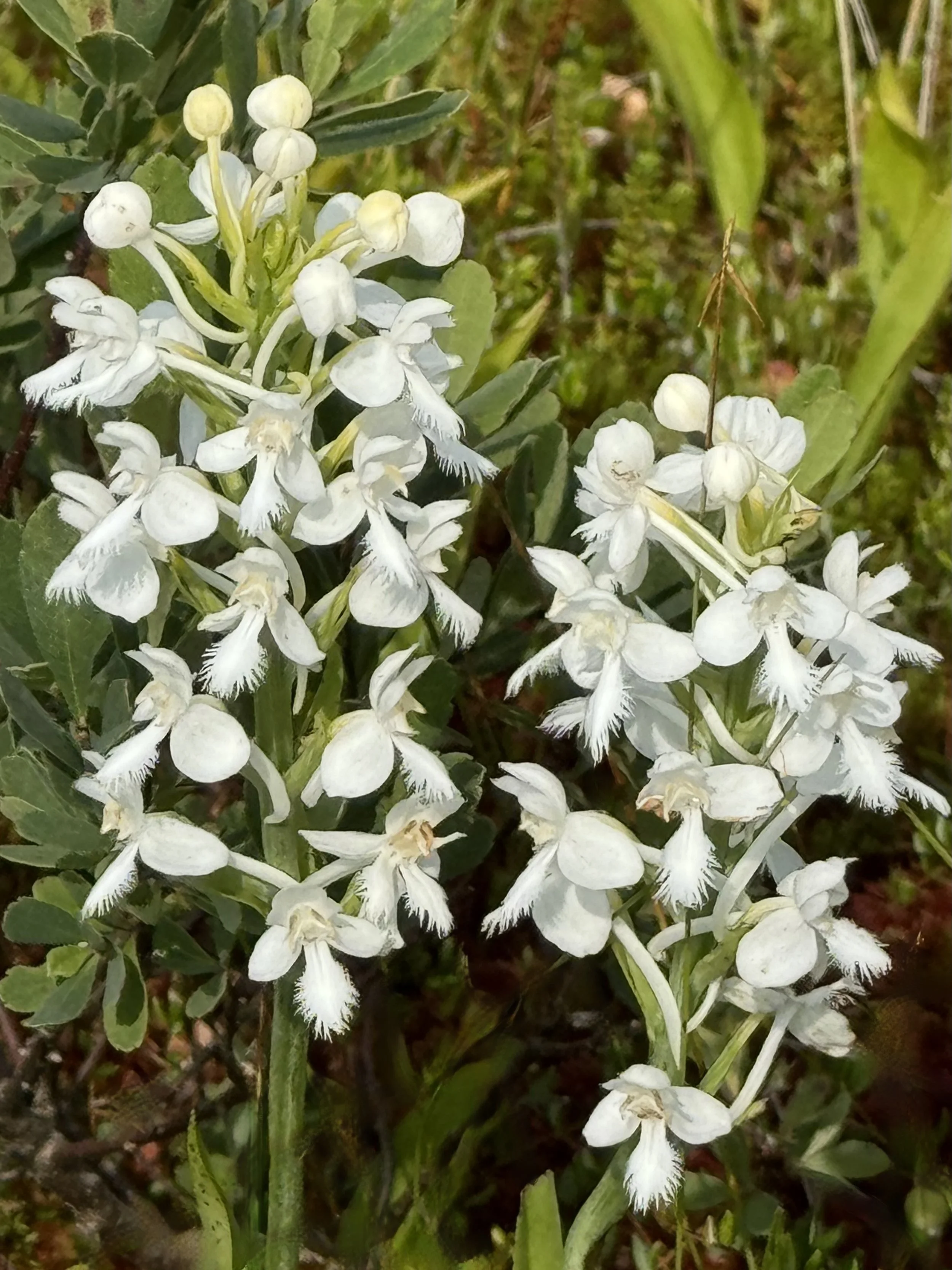 white fringed orchid