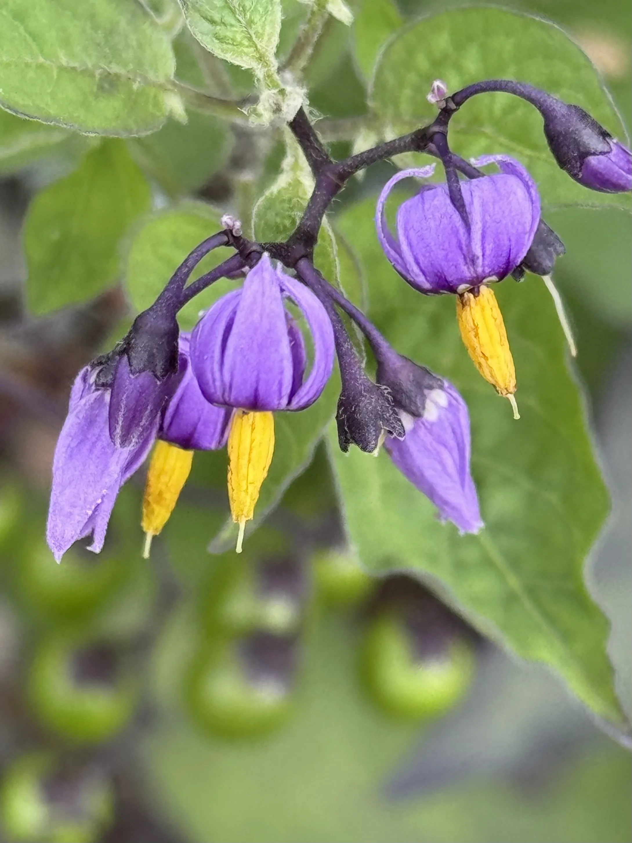 bittersweet nightshade 