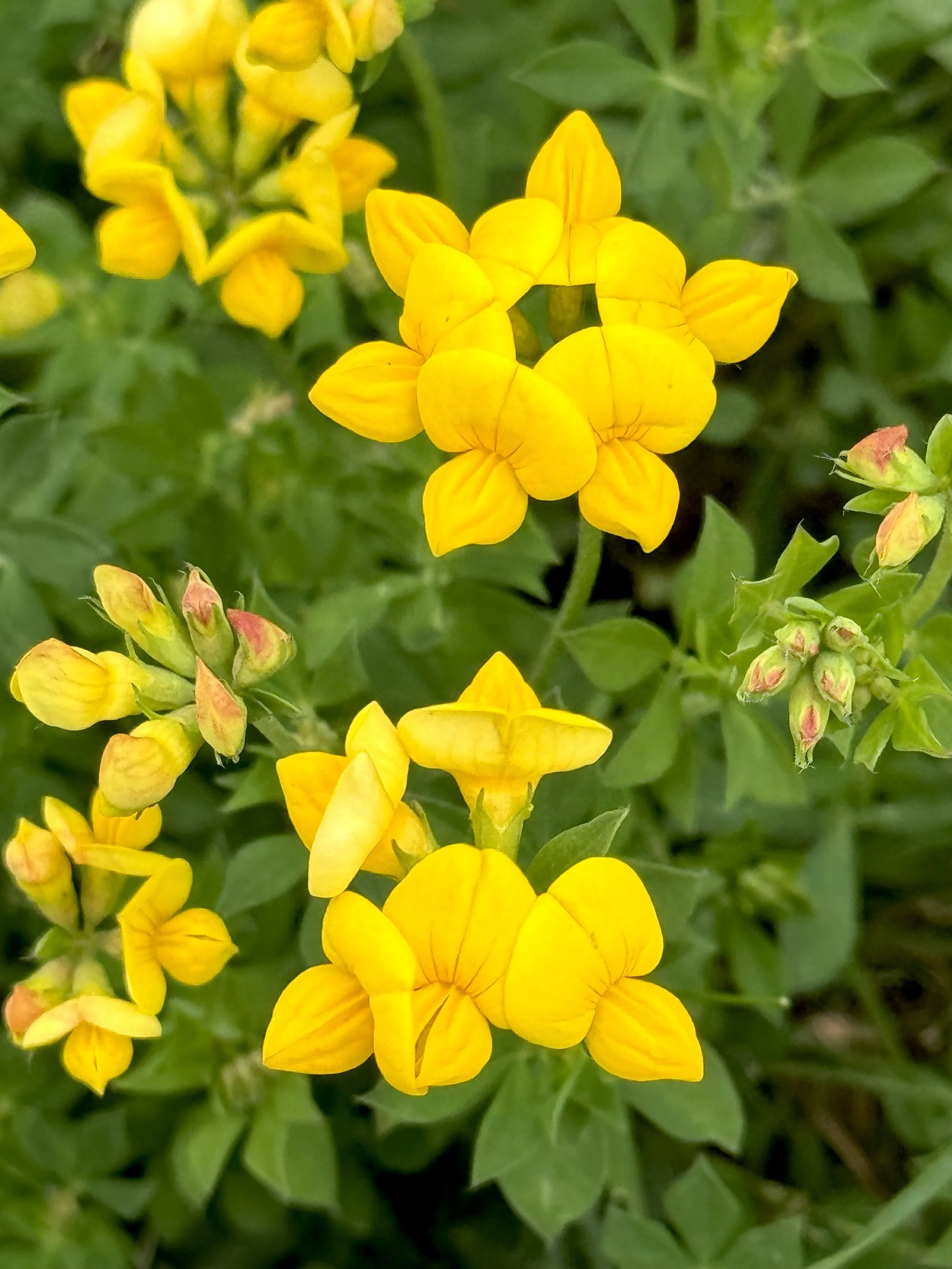 bird's-foot trefoil
