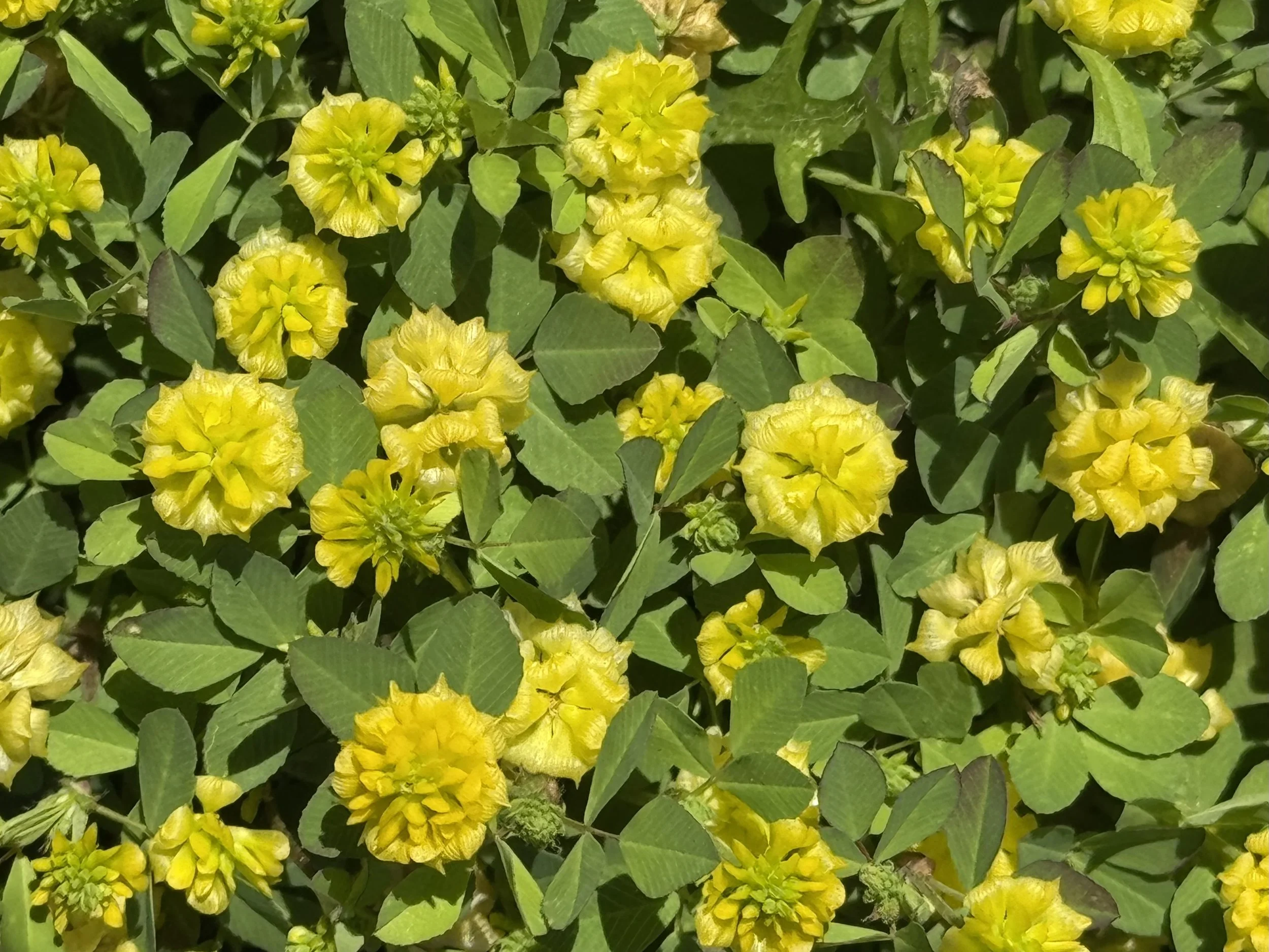 yellow clover