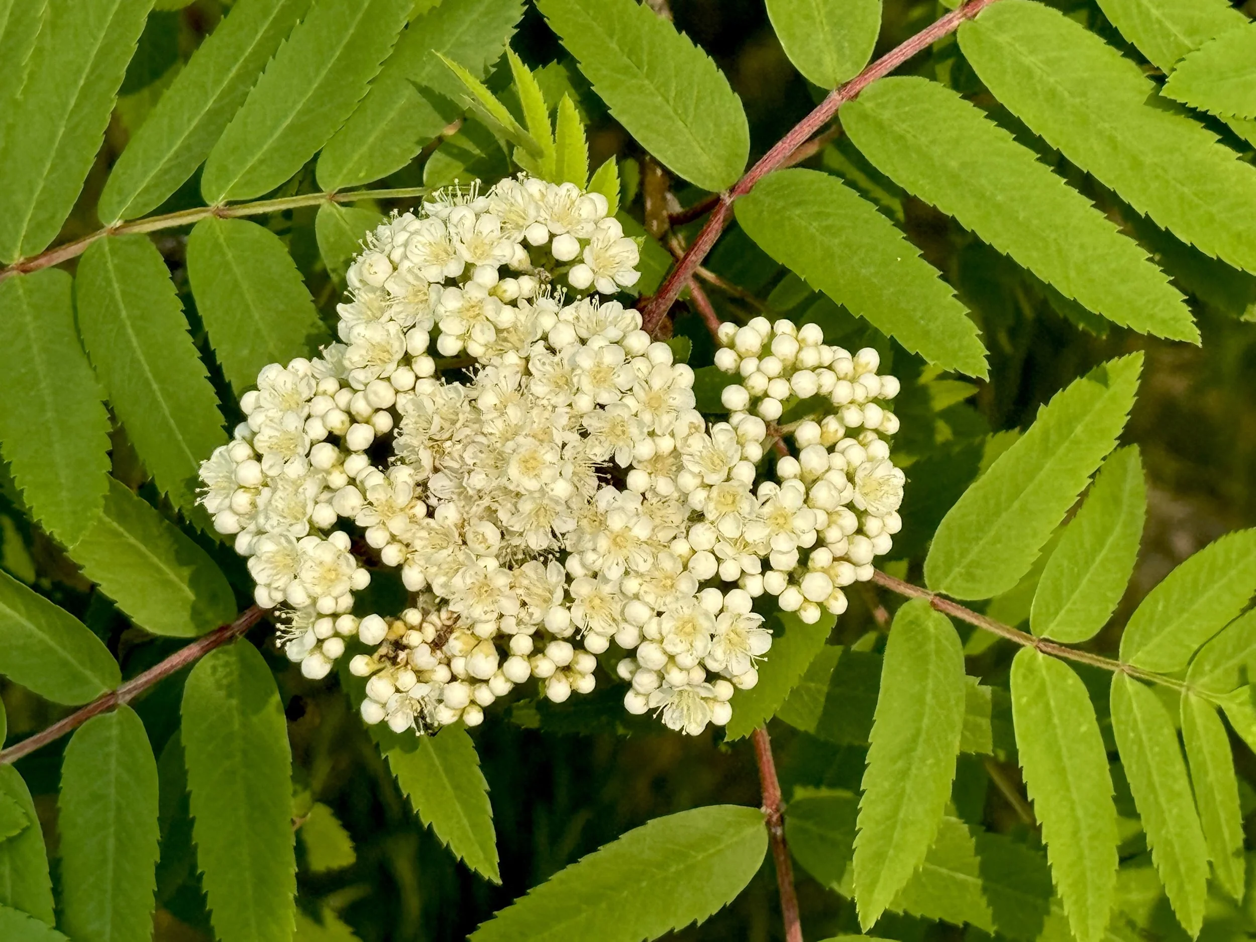 dogberry (mountain ash)