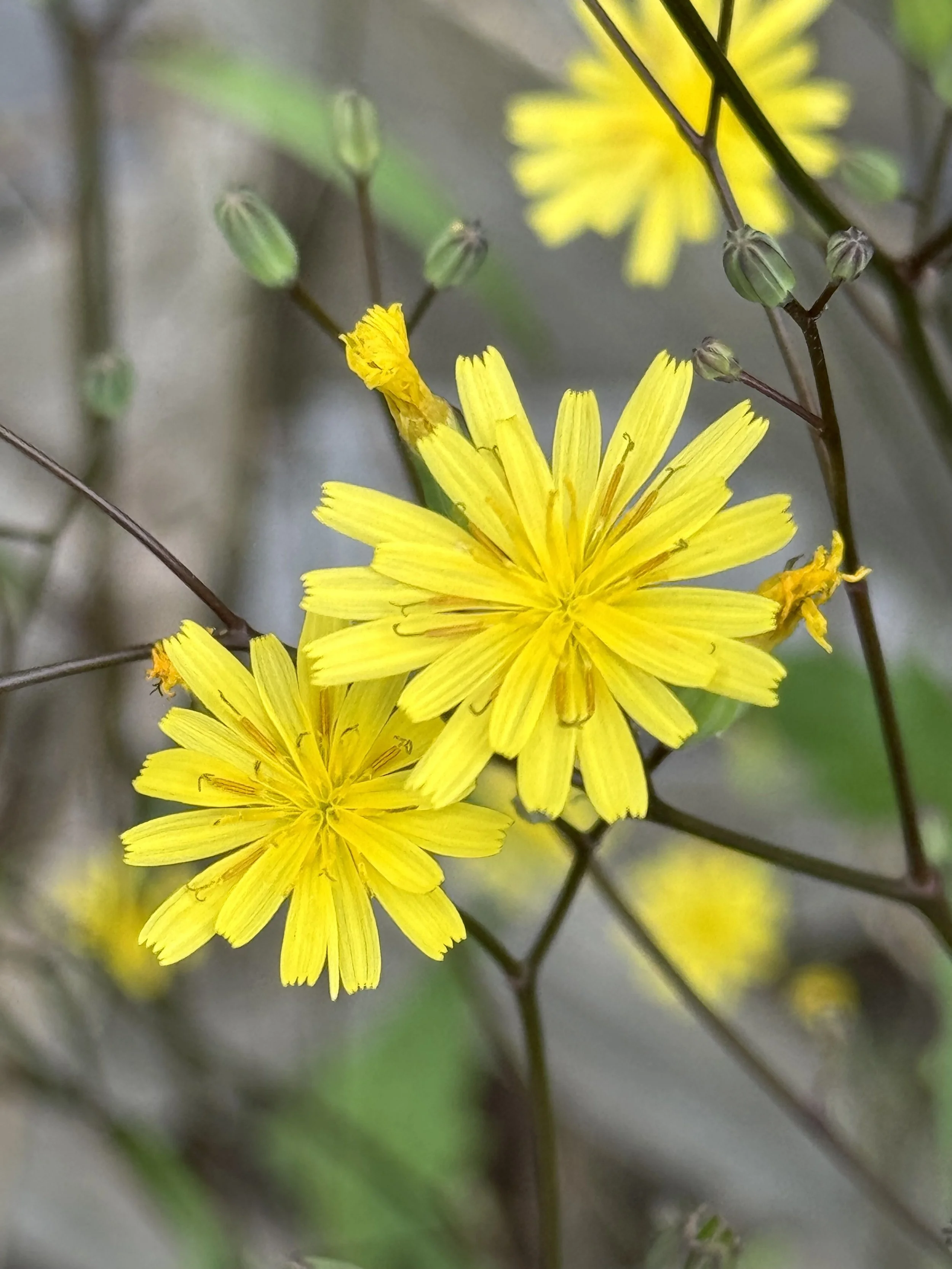 nipplewort