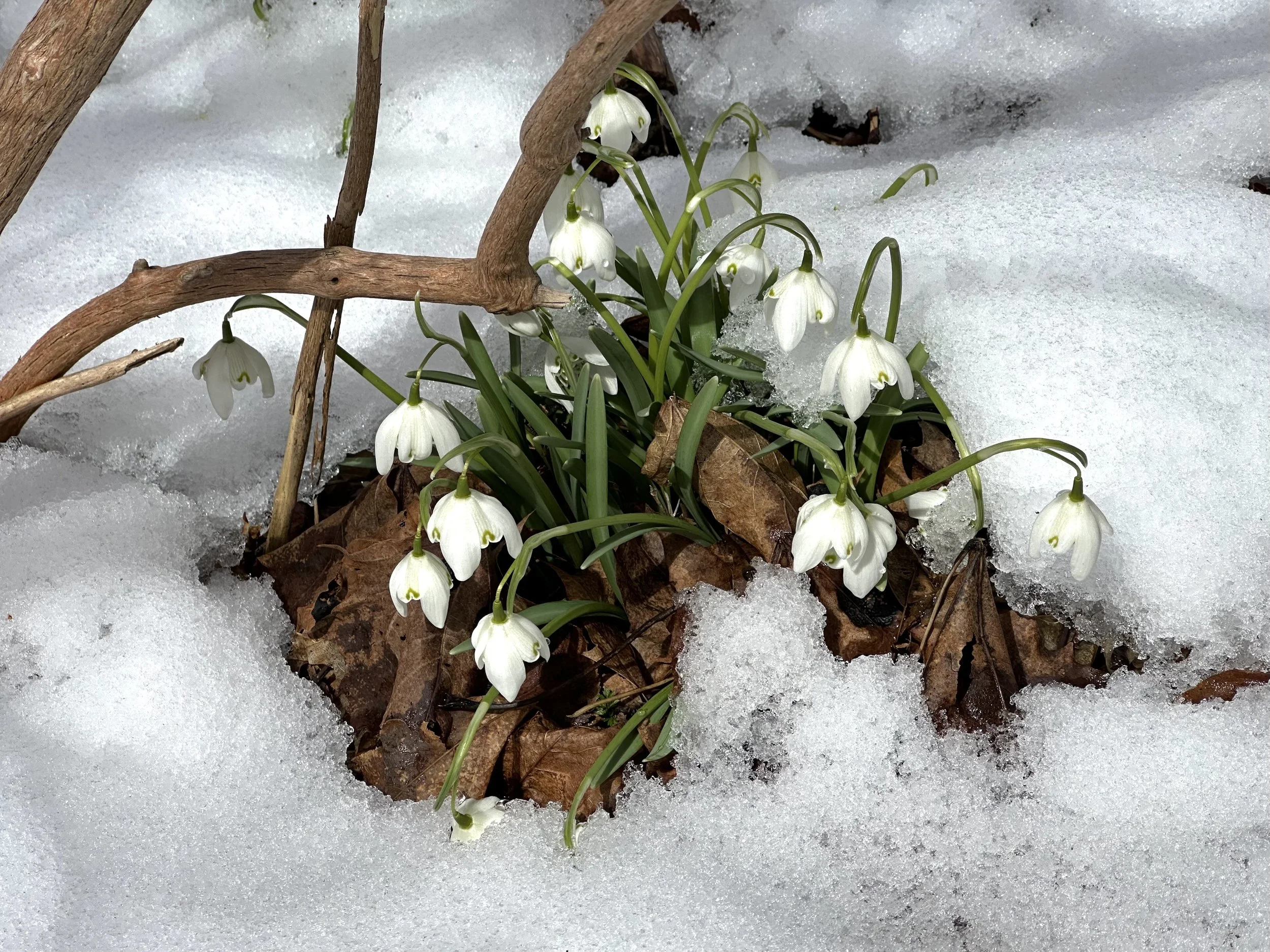 snowdrops