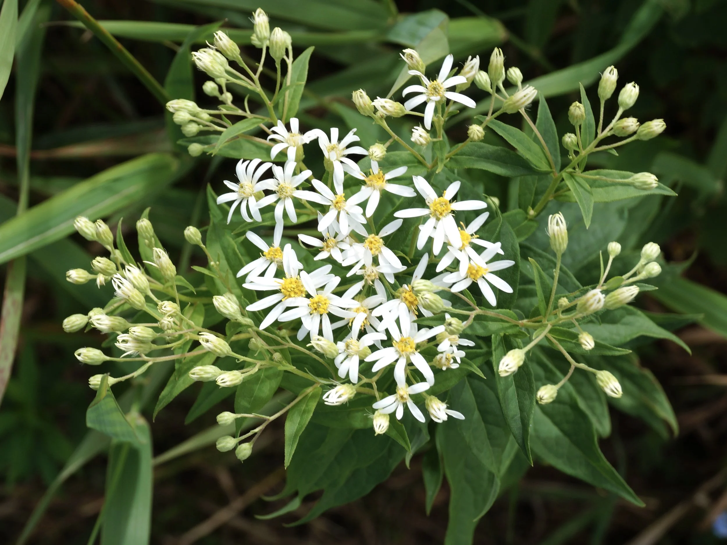 flat-topped white aster