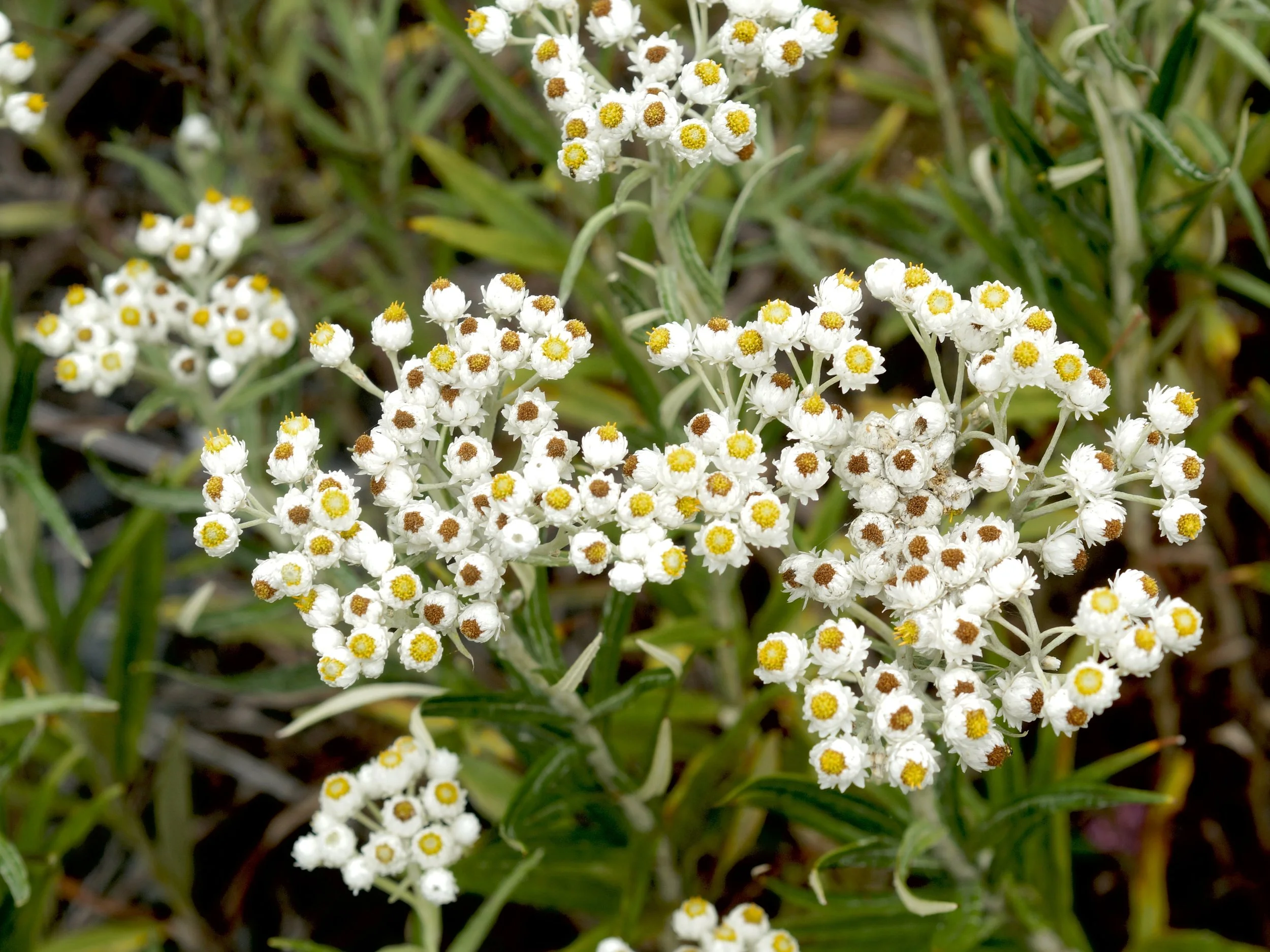 pearly everlasting