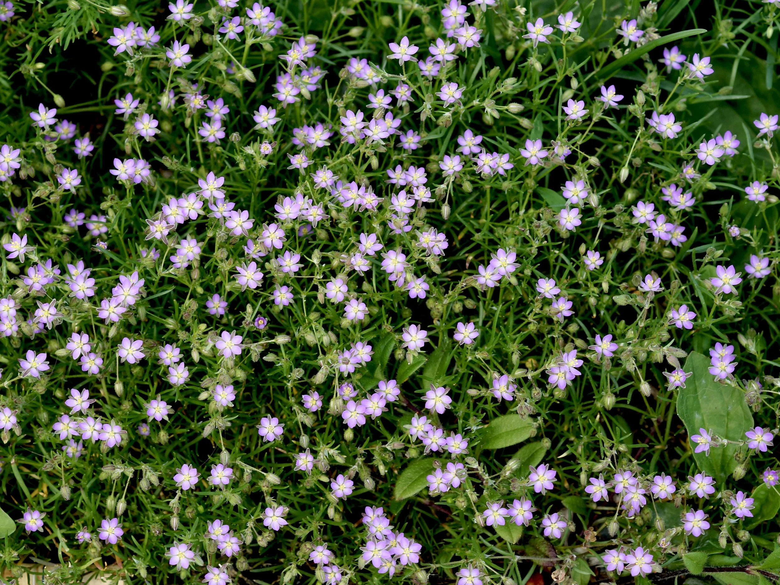 red sand-spurrey
