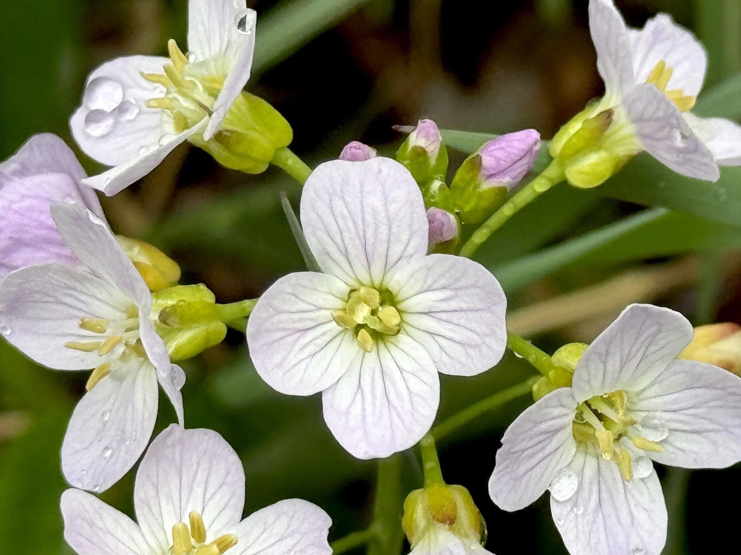 cuckoo flower (meadow cress)
