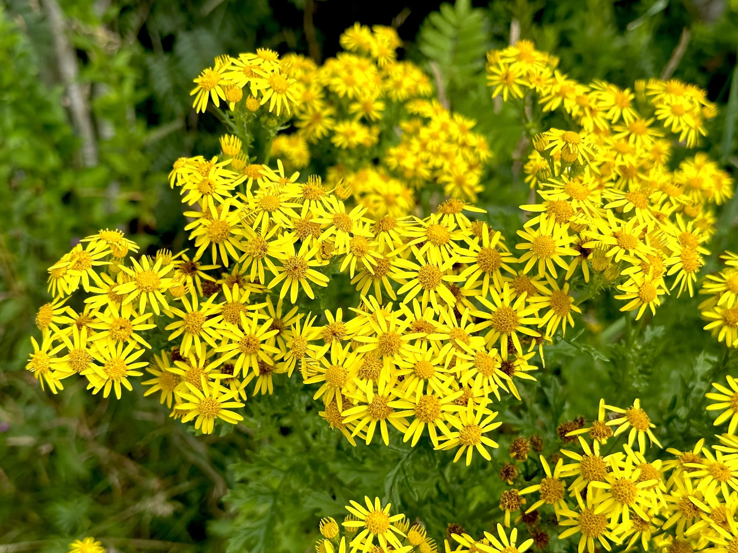 tansy ragwort