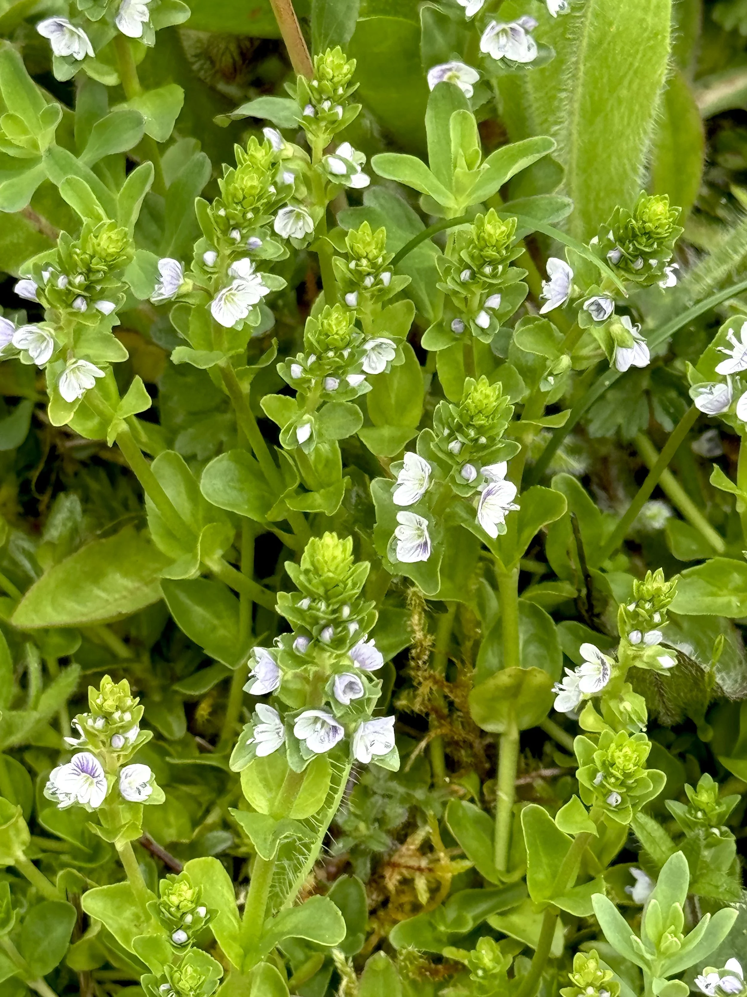 thyme-leaved speedwell