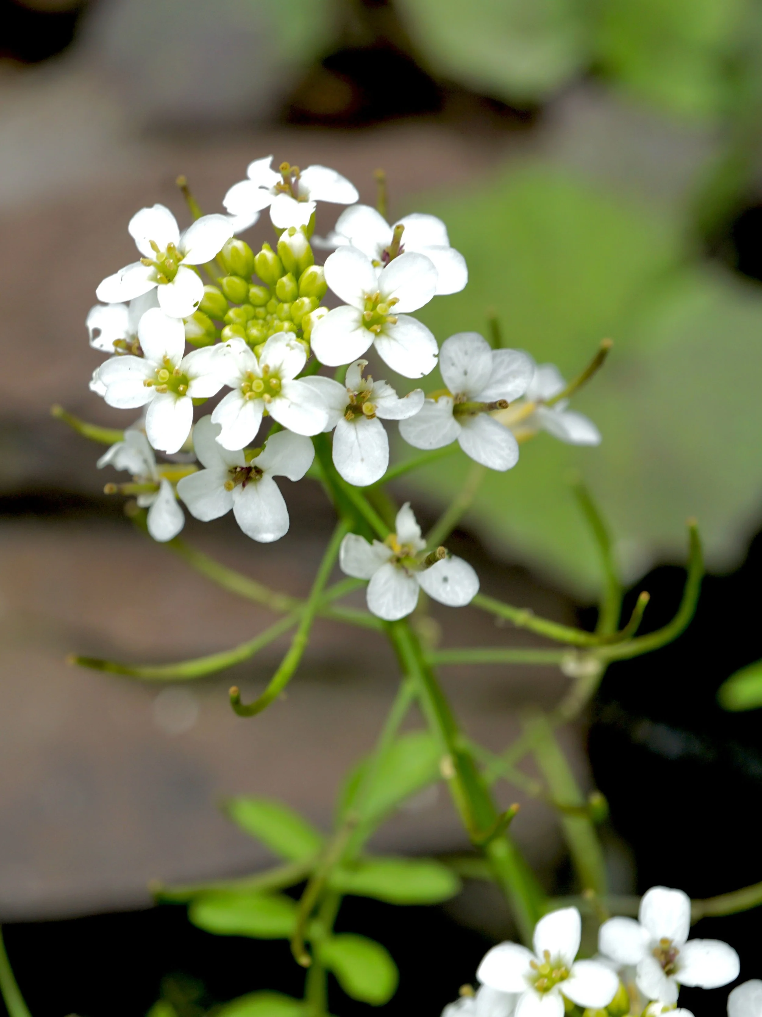 watercress