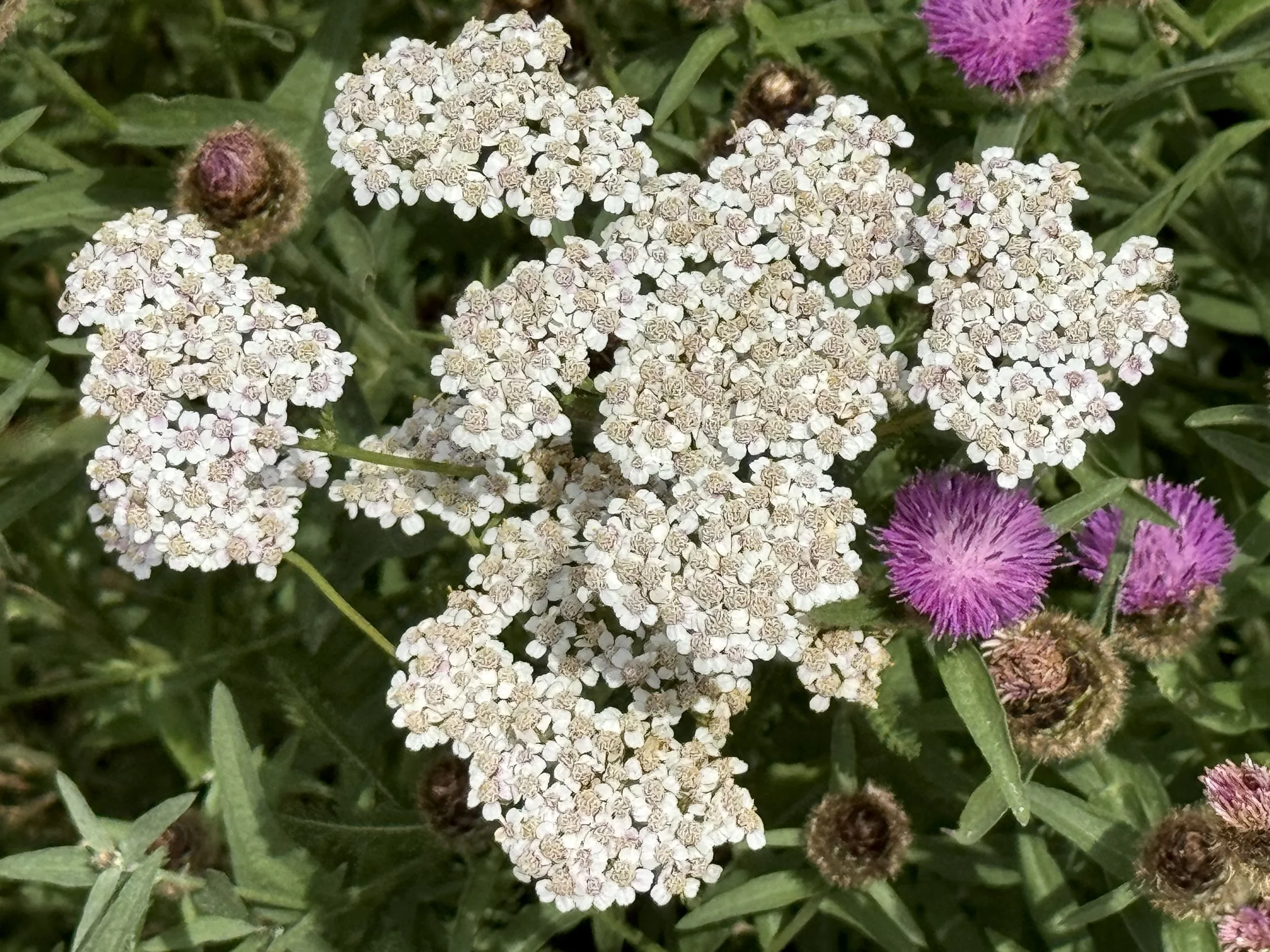 yarrow (white)
