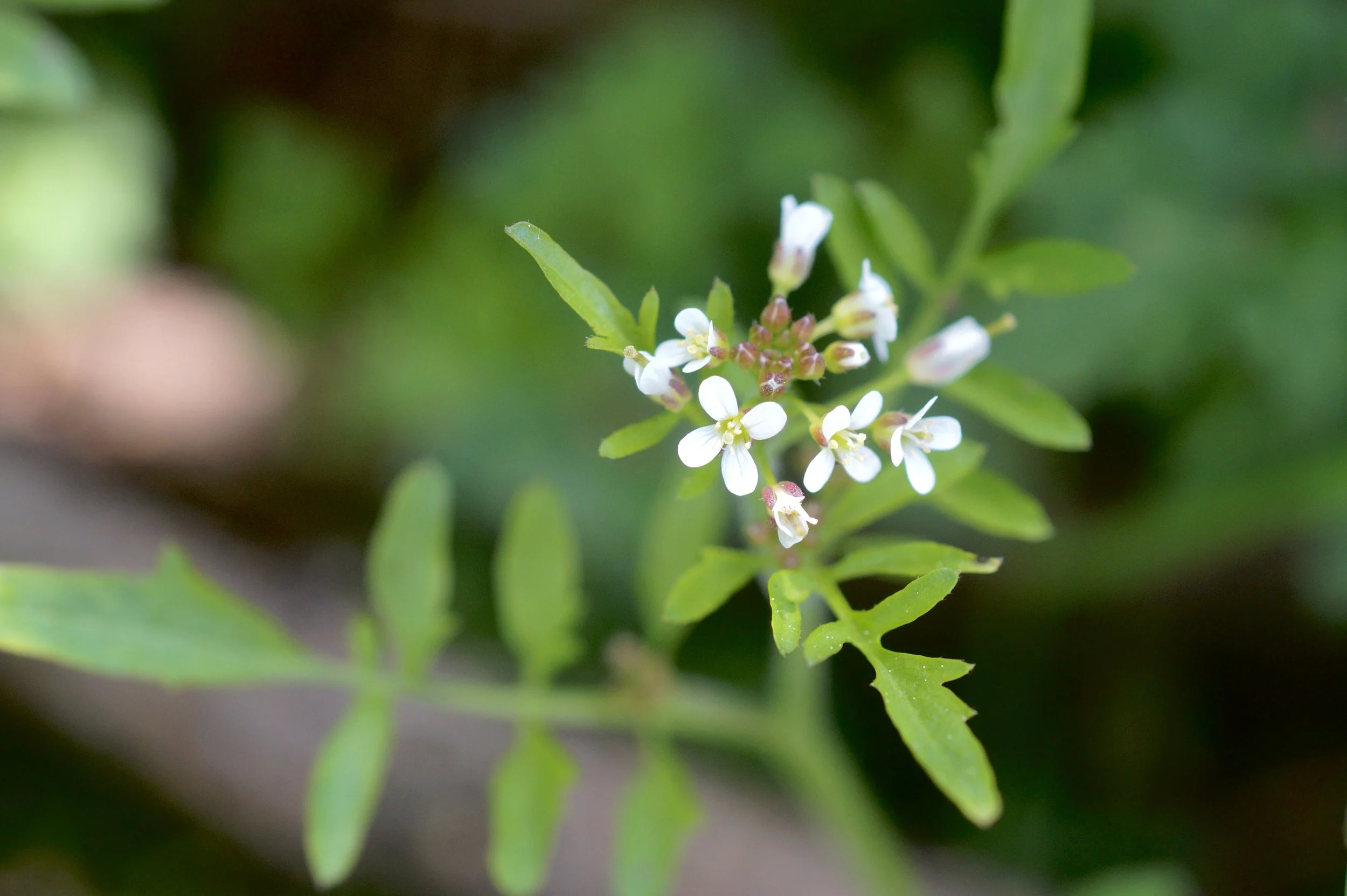 Pennsylvania bittercress