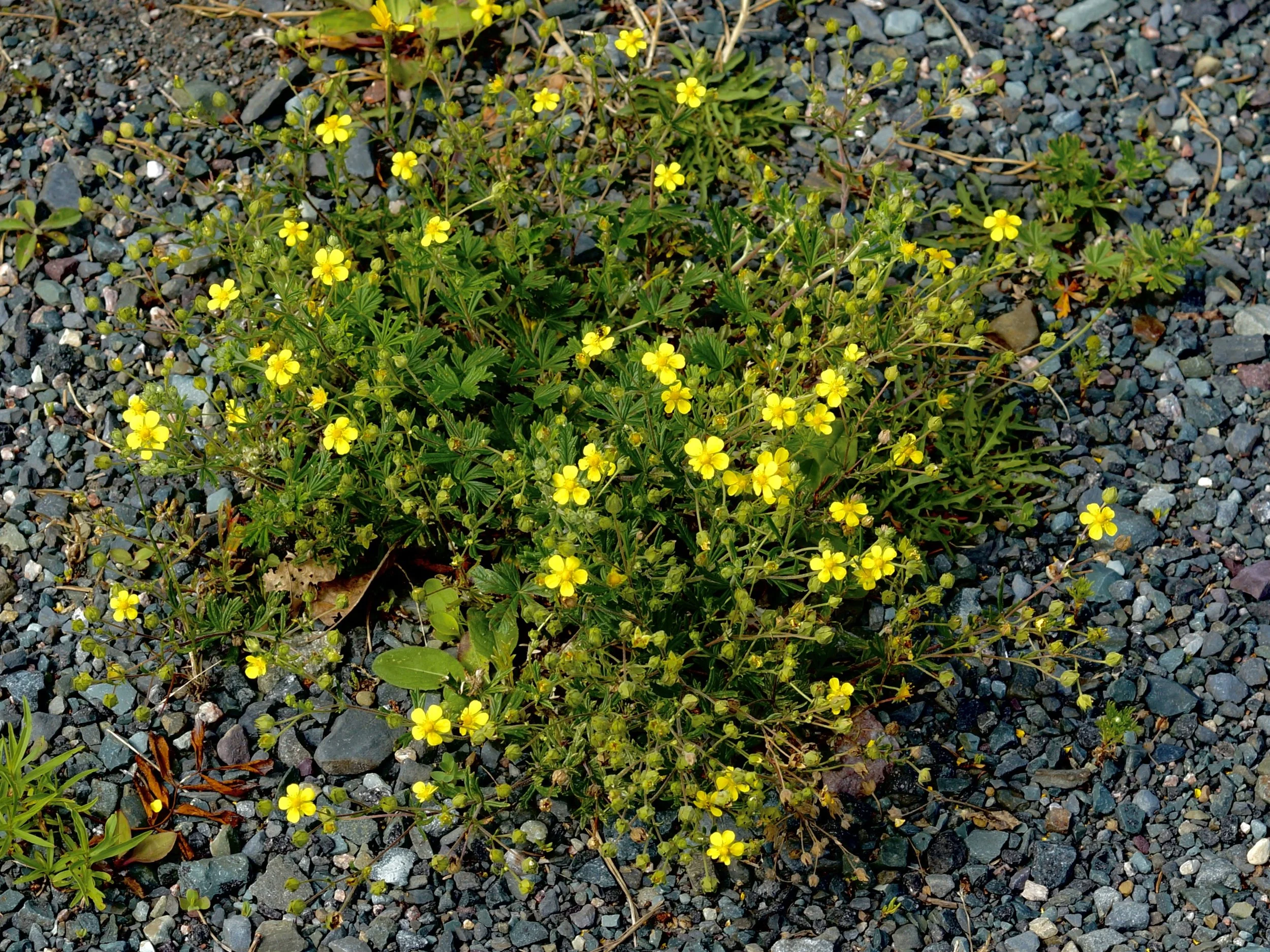 shrubby cinquefoil
