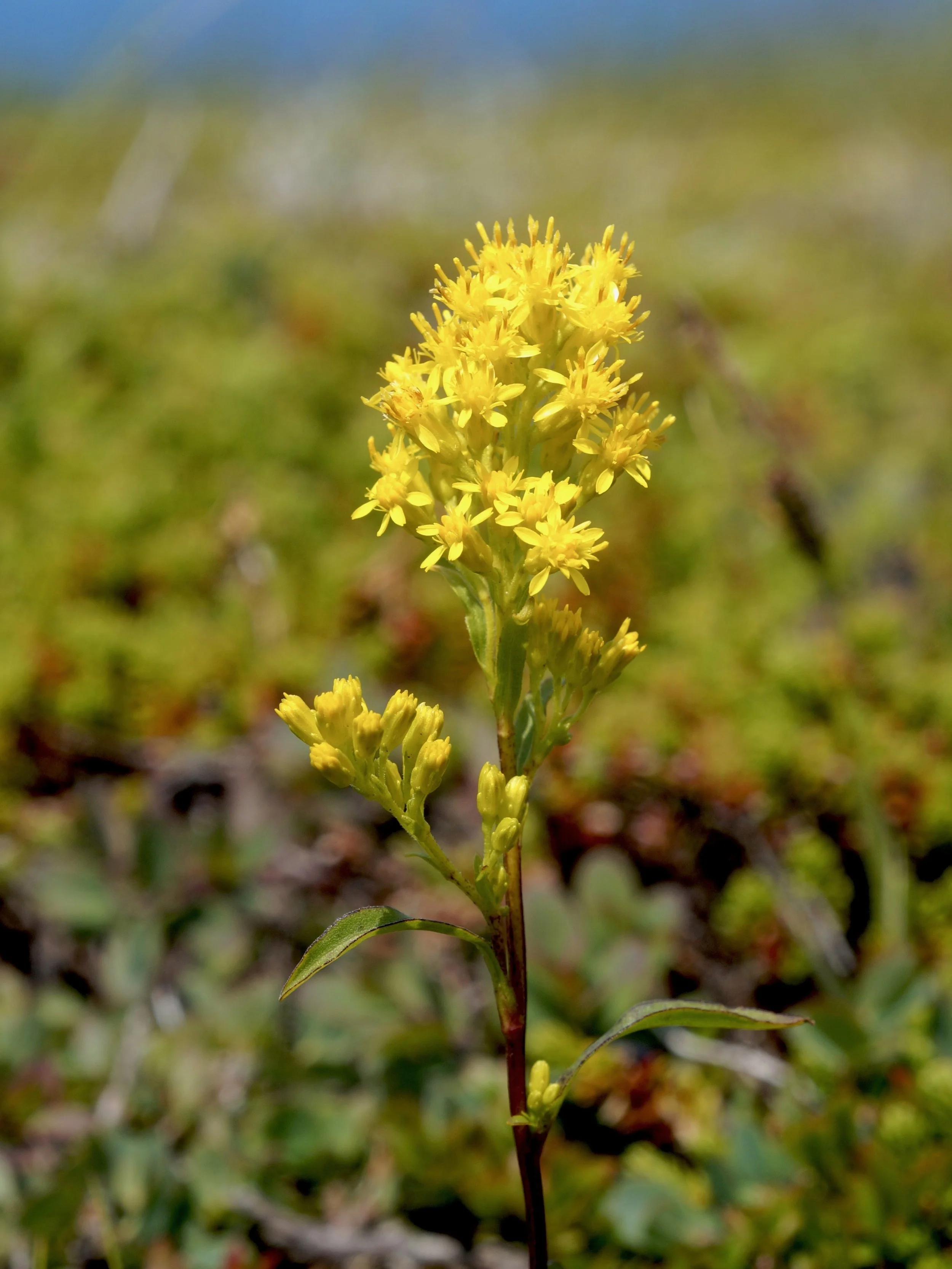 bog goldenrod