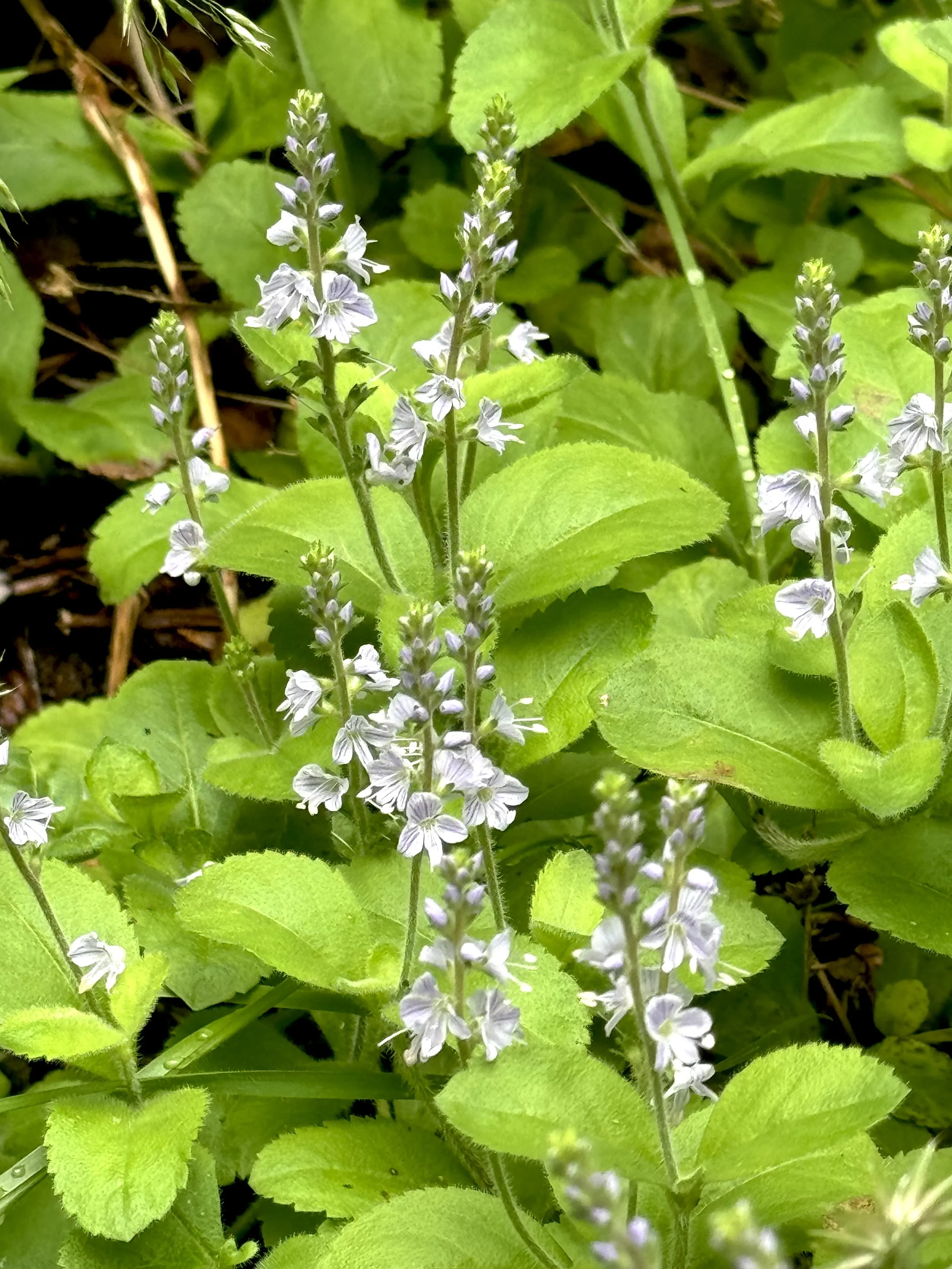 speedwell